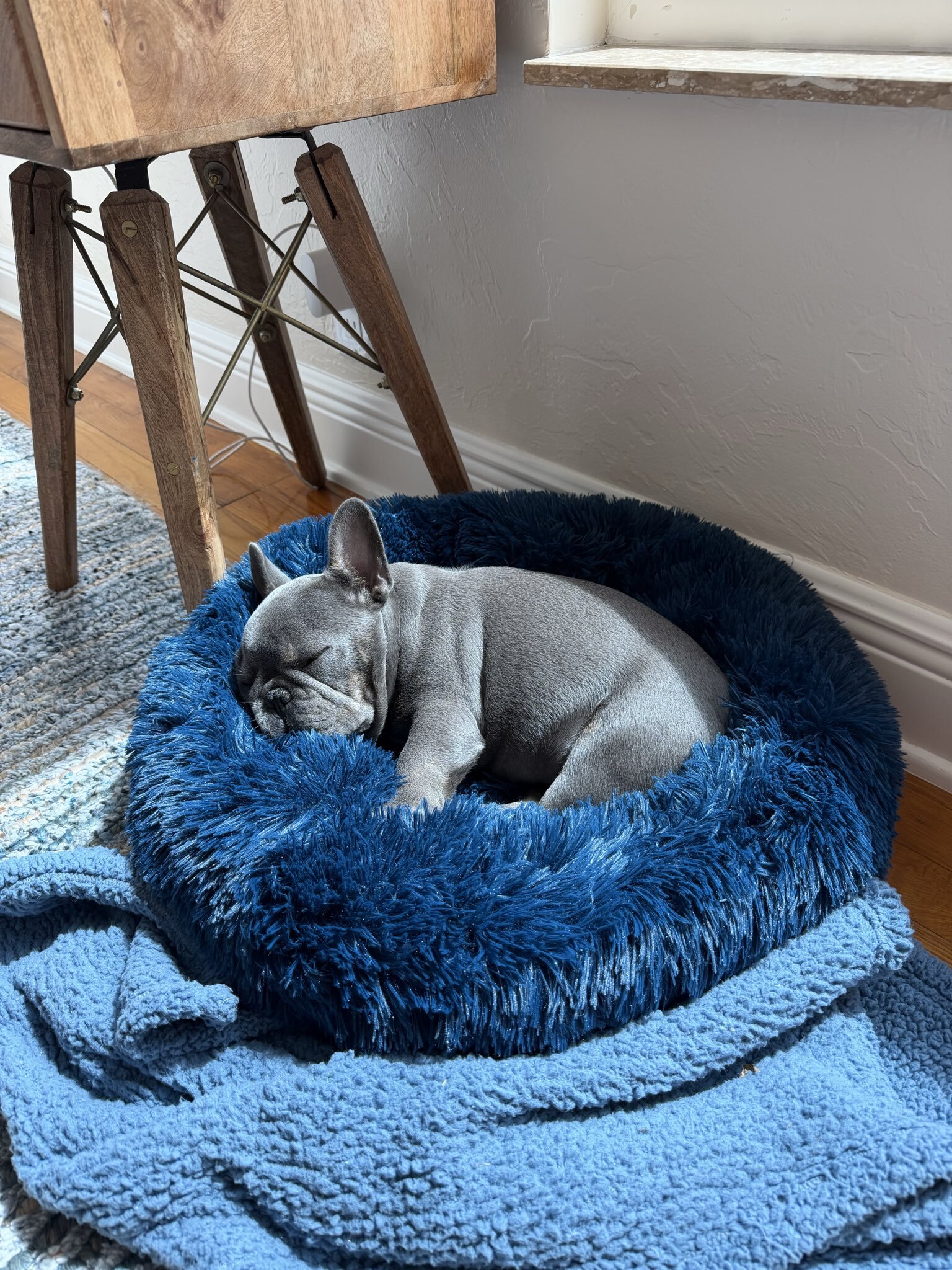 French bulldogs puppies image 4