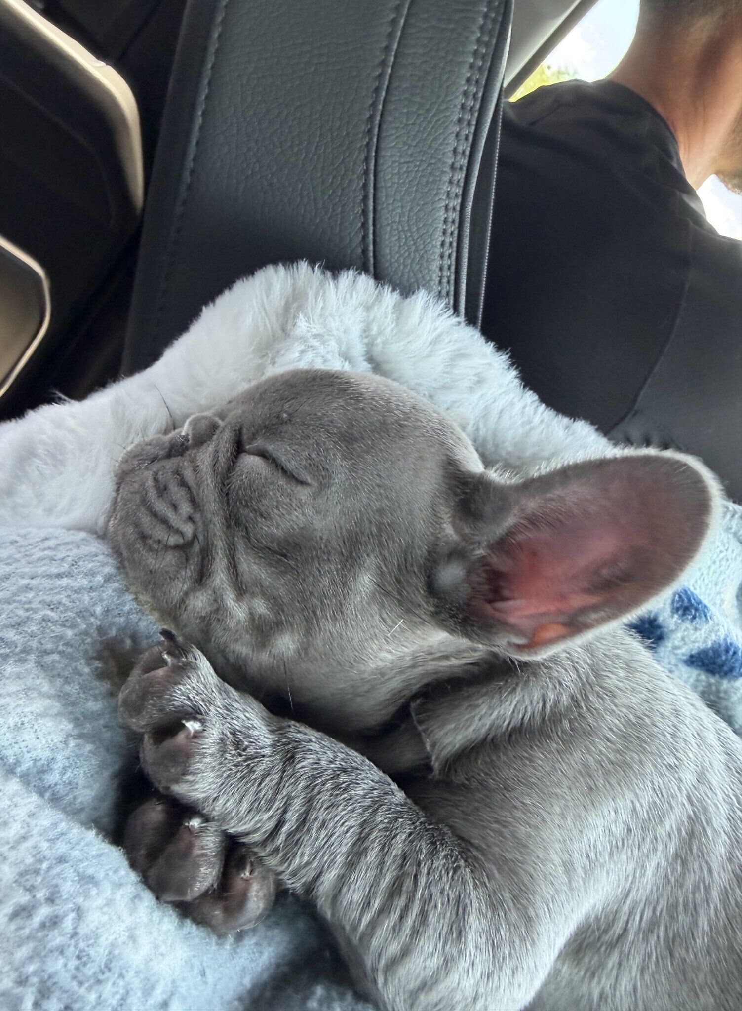 French bulldogs puppies image 3