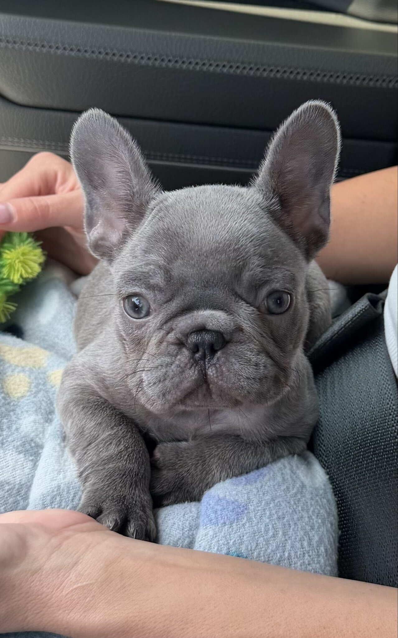 French bulldogs puppies image 1