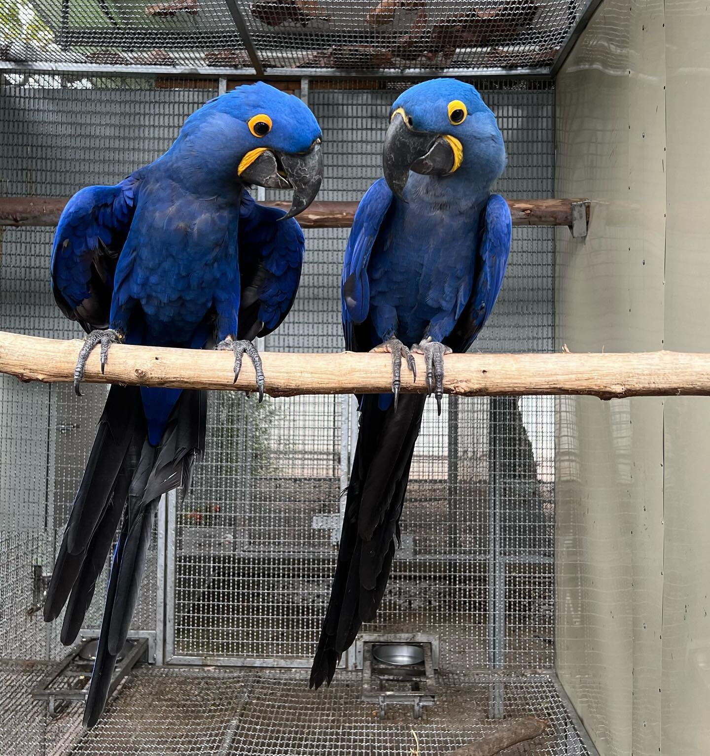 Pair Hyacinth Macaws image 1