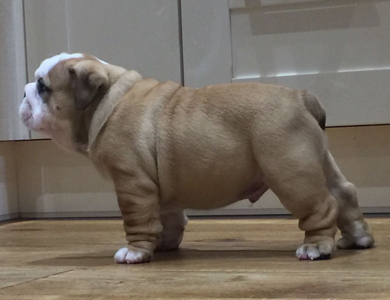 Cute English bulldog puppies are ready for new hom image 1