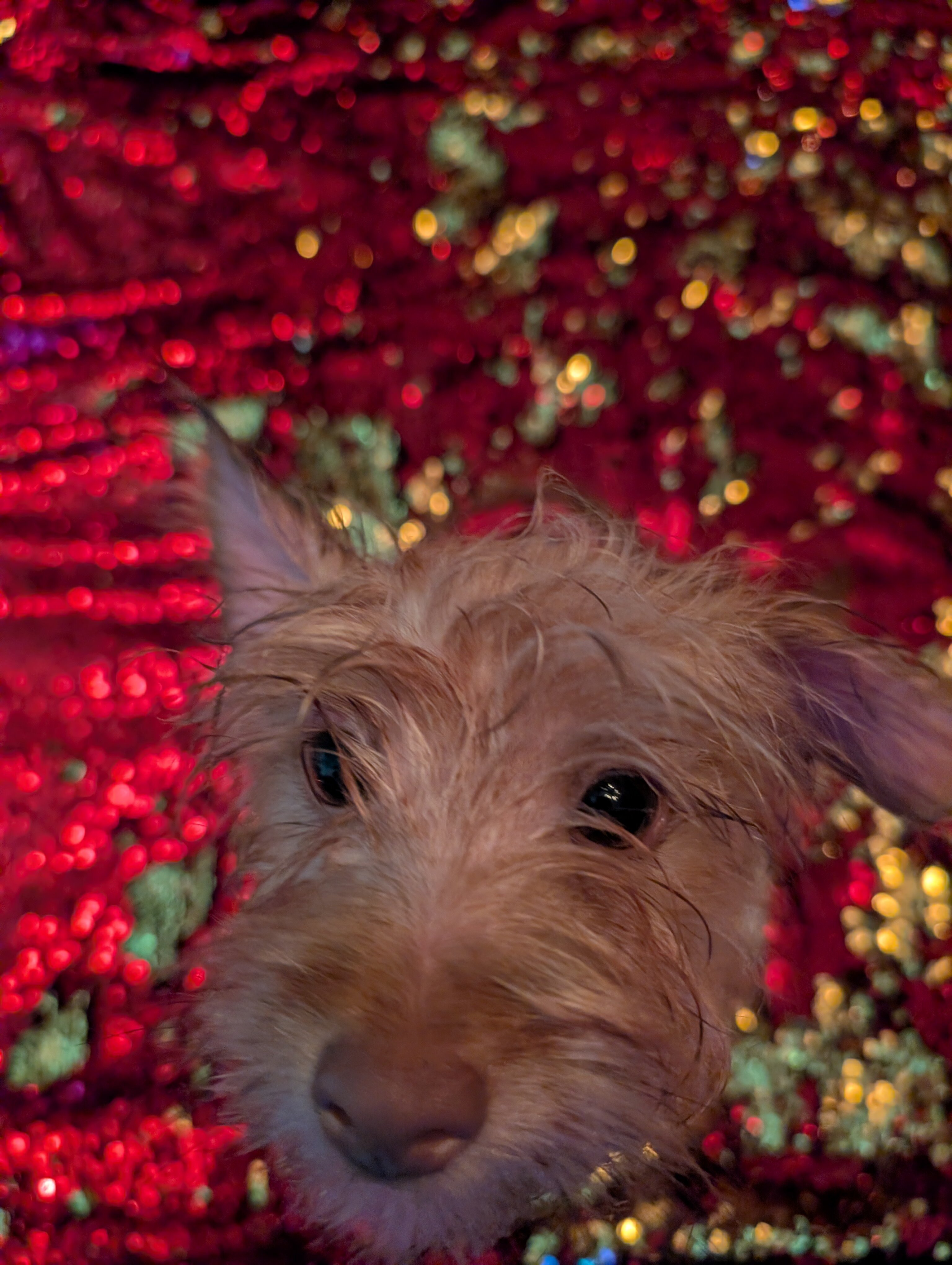 Boy chorkie image 1