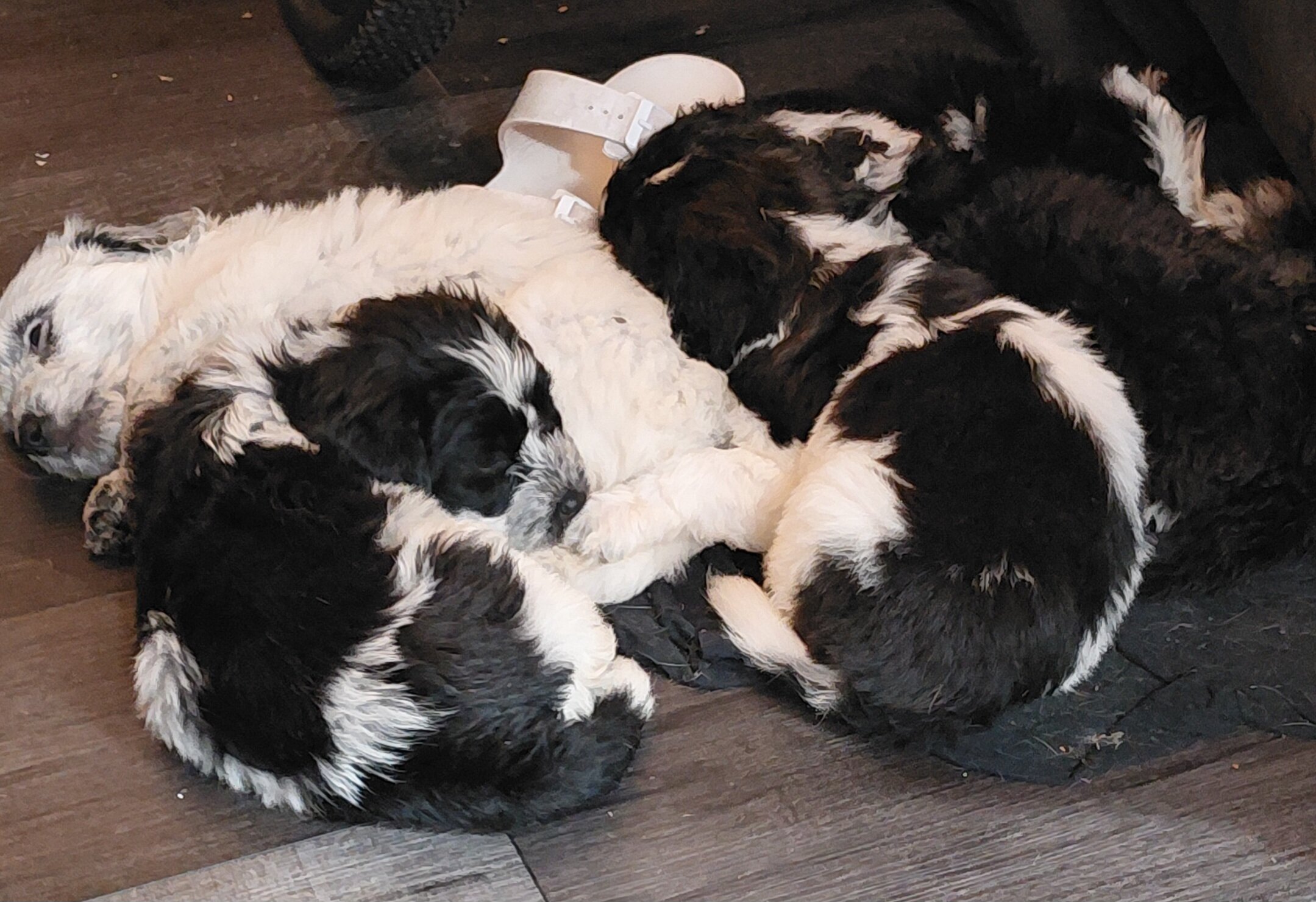 Kookierhandjie w/Goldendoodle breed there new born image 1