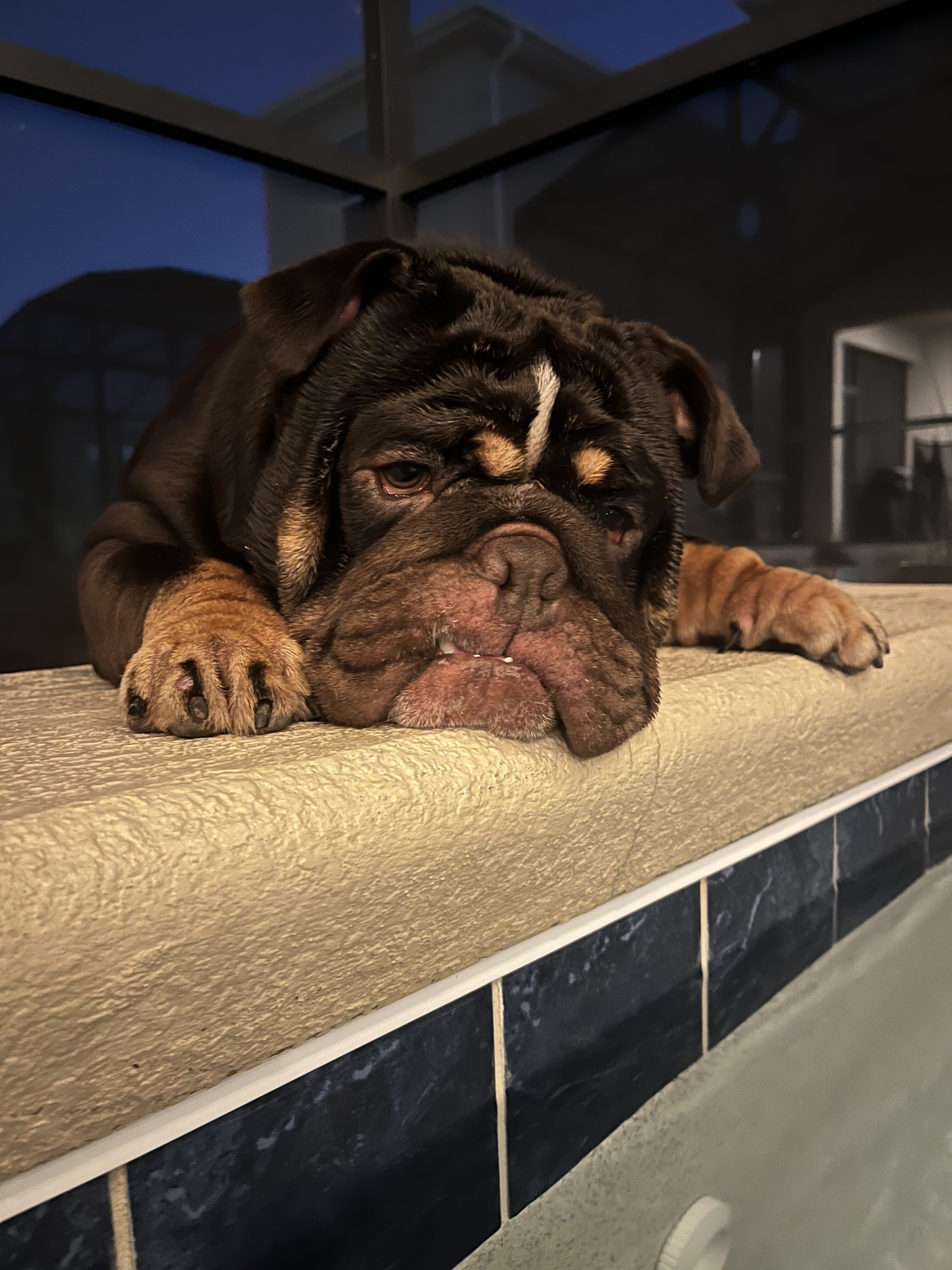 English bulldog image 1