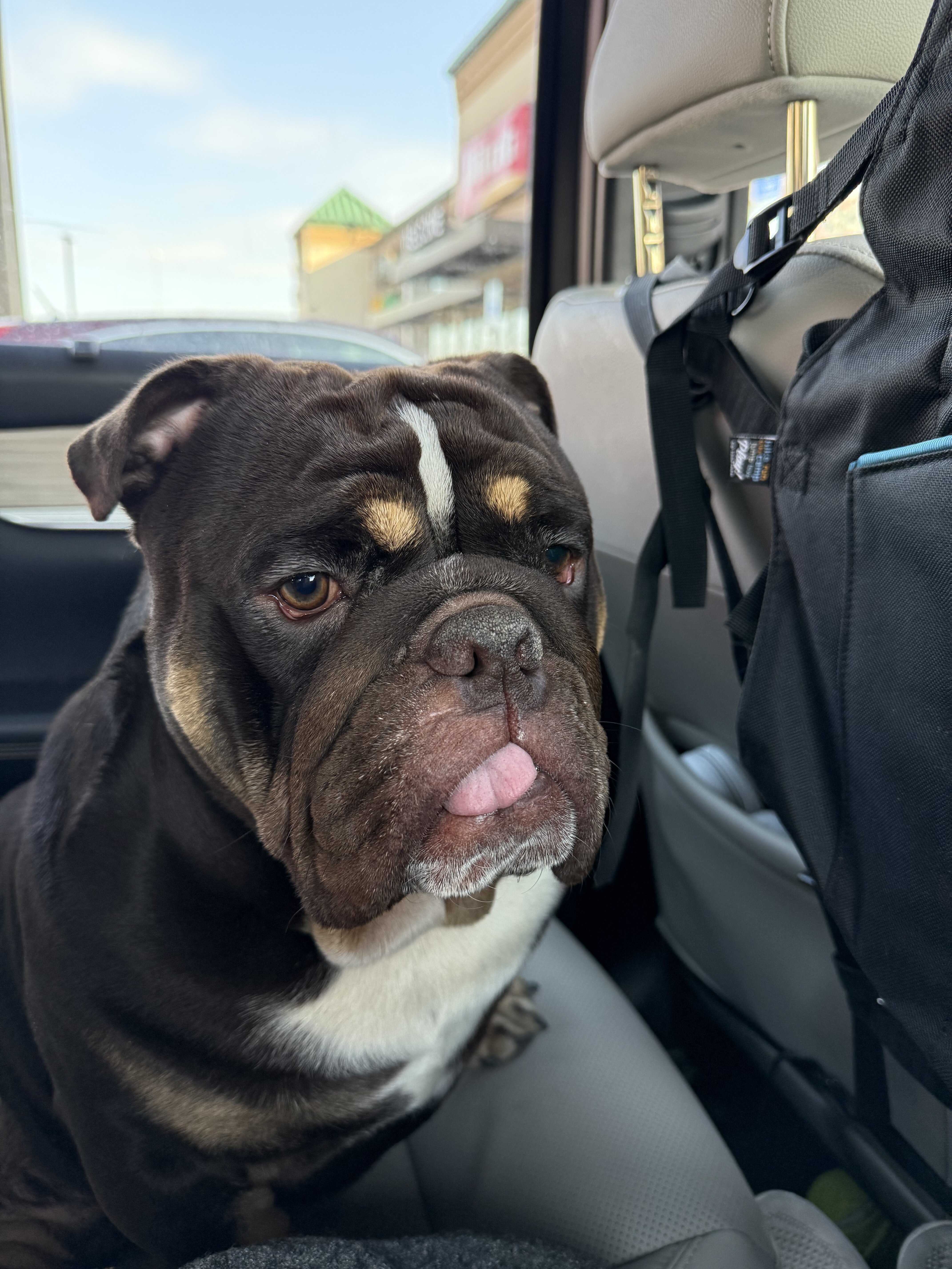 English bulldog image 2