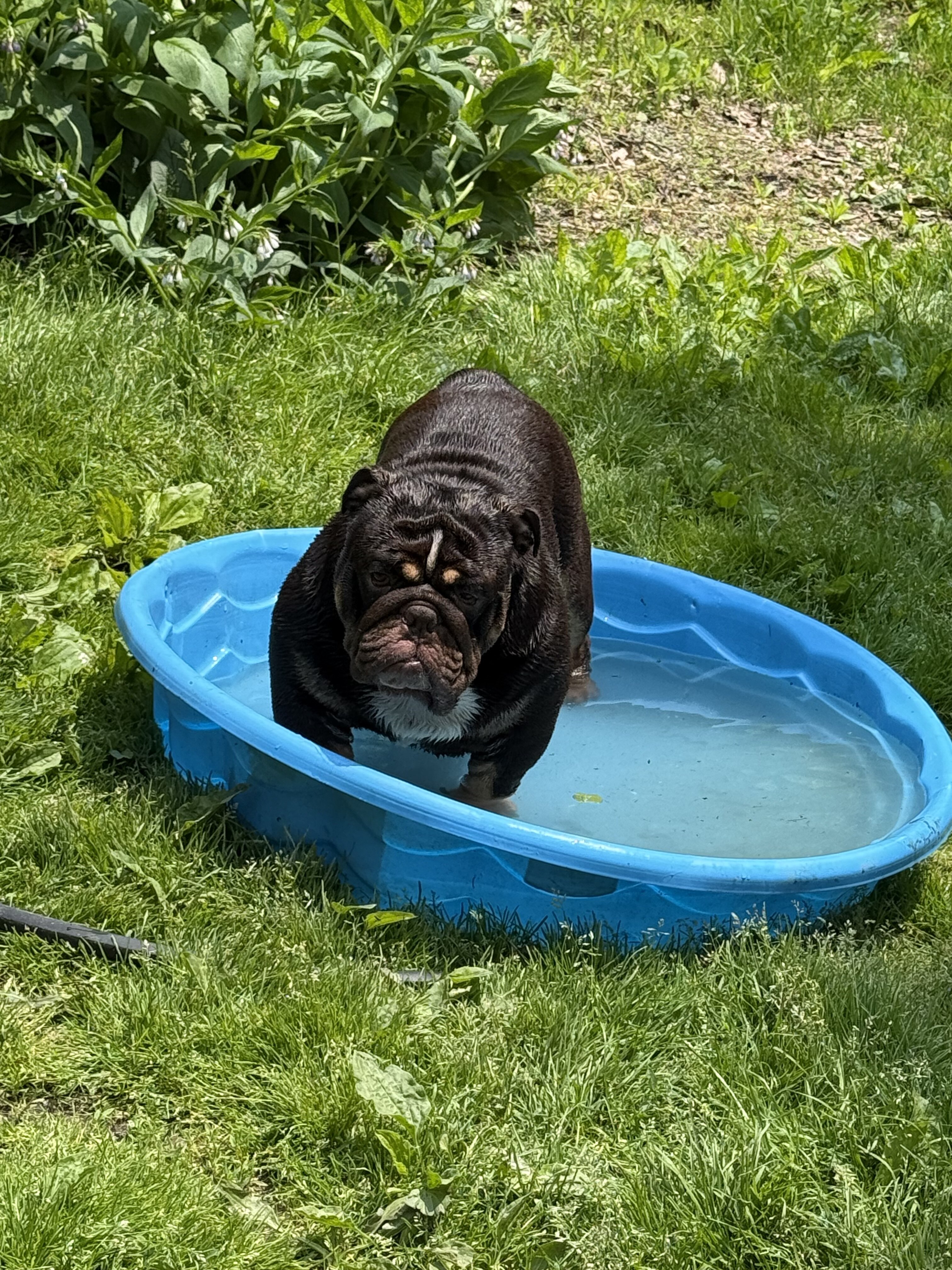 English bulldog image 3