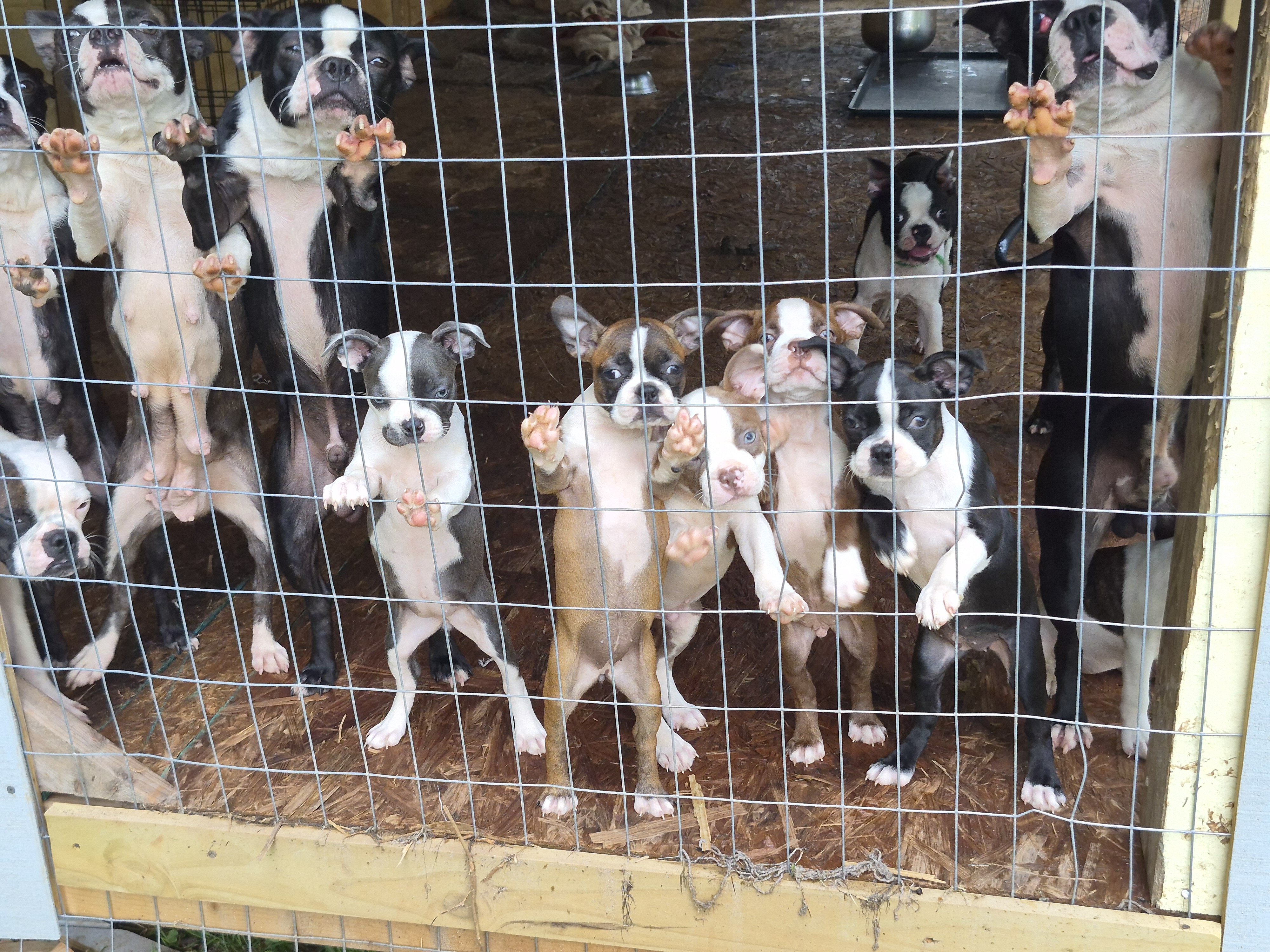 Boston terrier image 1