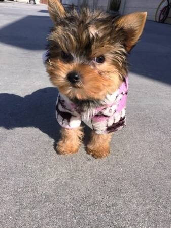 11 weeks old Cute Female and Male Yorkie image 1