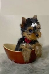 Well Trained Yorkie Puppies image 1