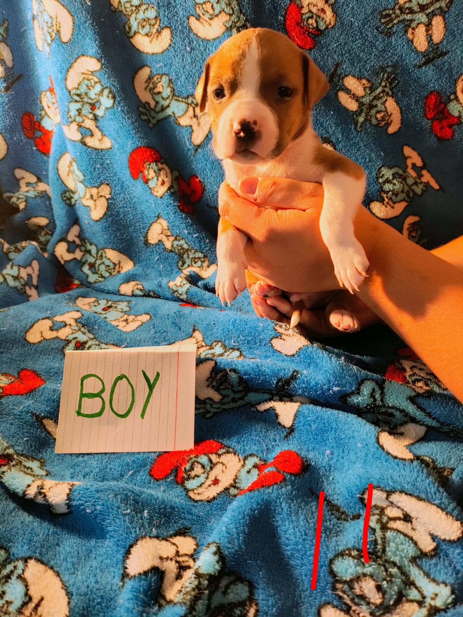 Pit mix puppies image 8