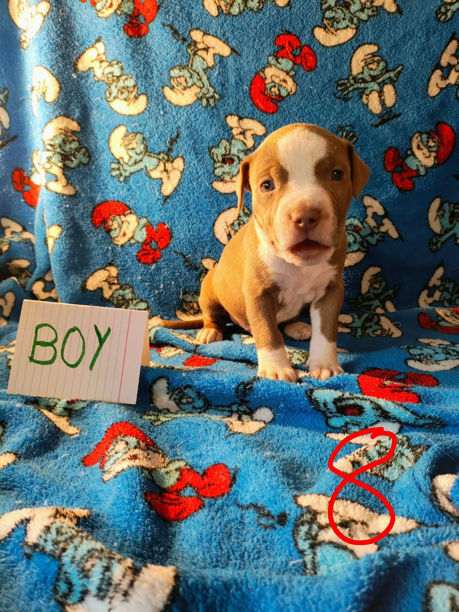 Pit mix puppies image 5