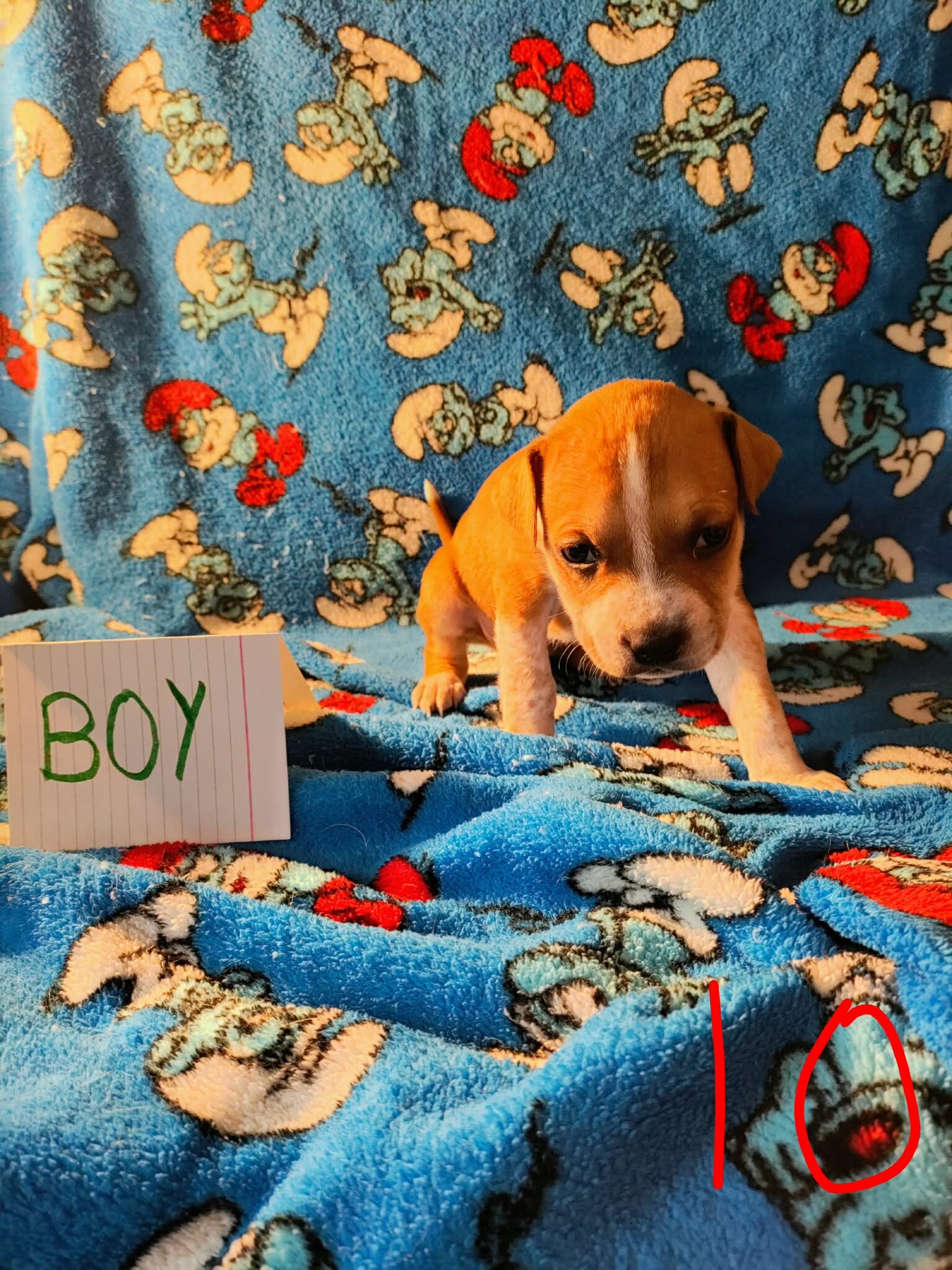 Pit mix puppies image 7