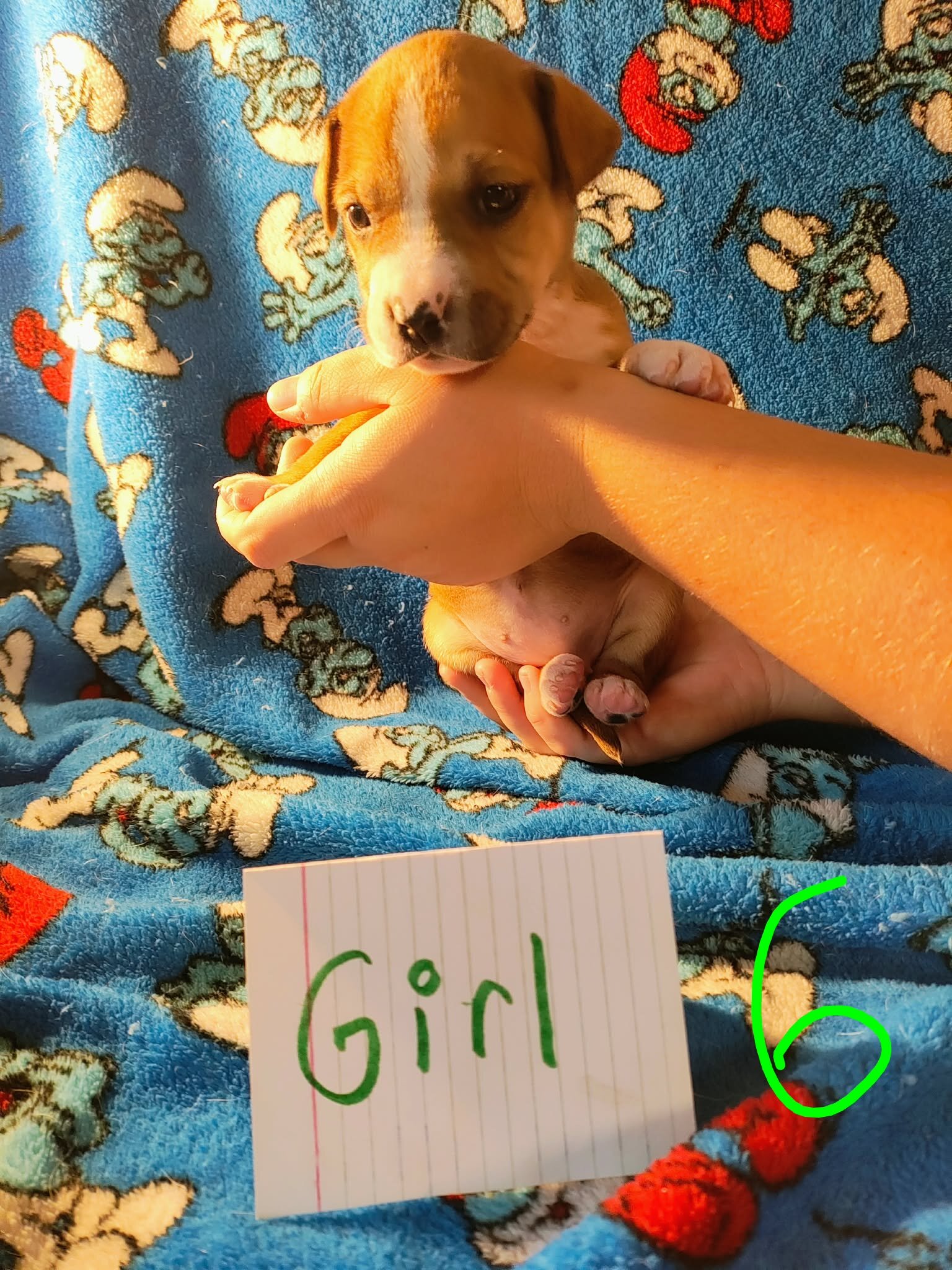 Pit mix puppies image 3