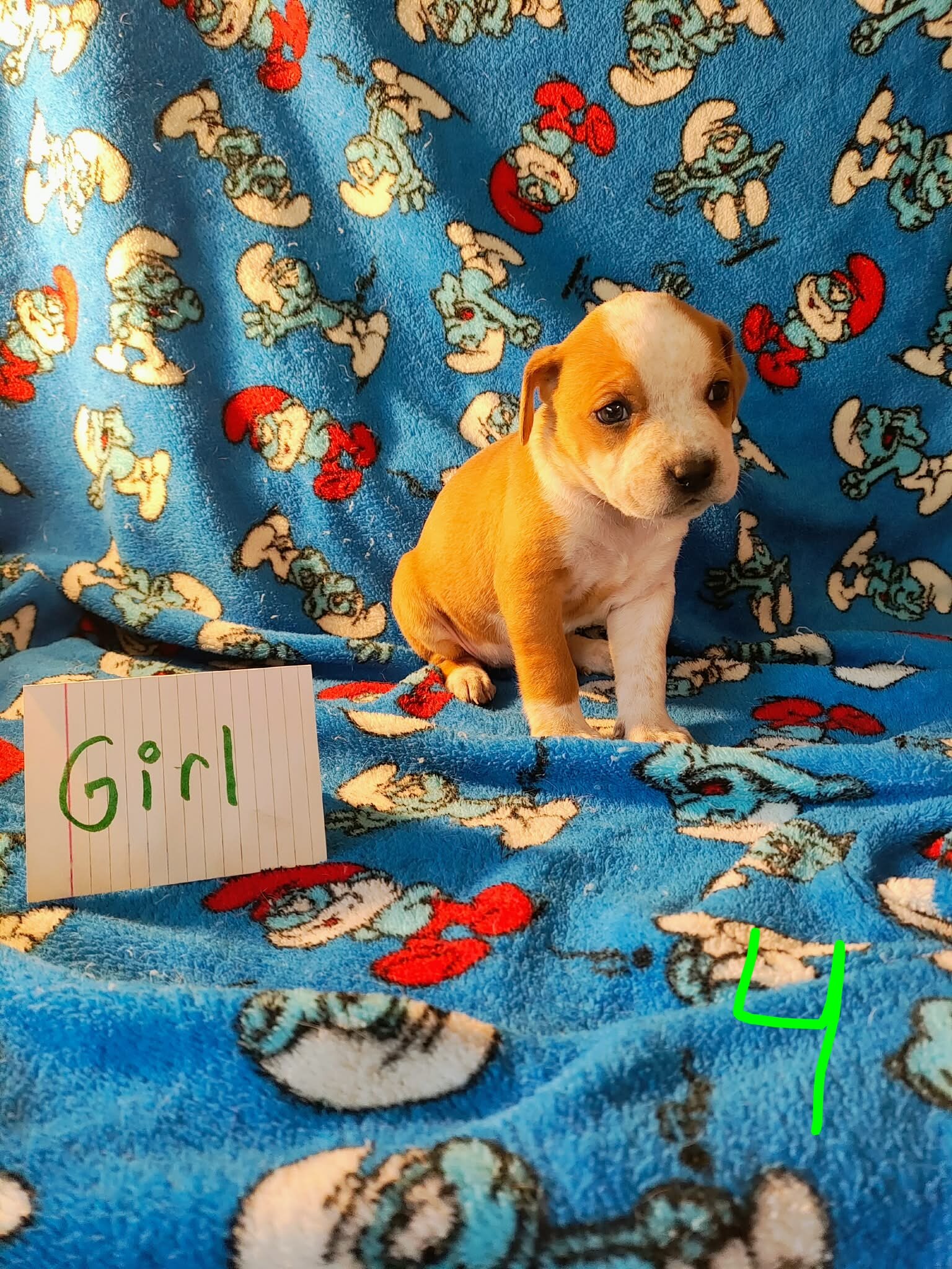Pit mix puppies image 1