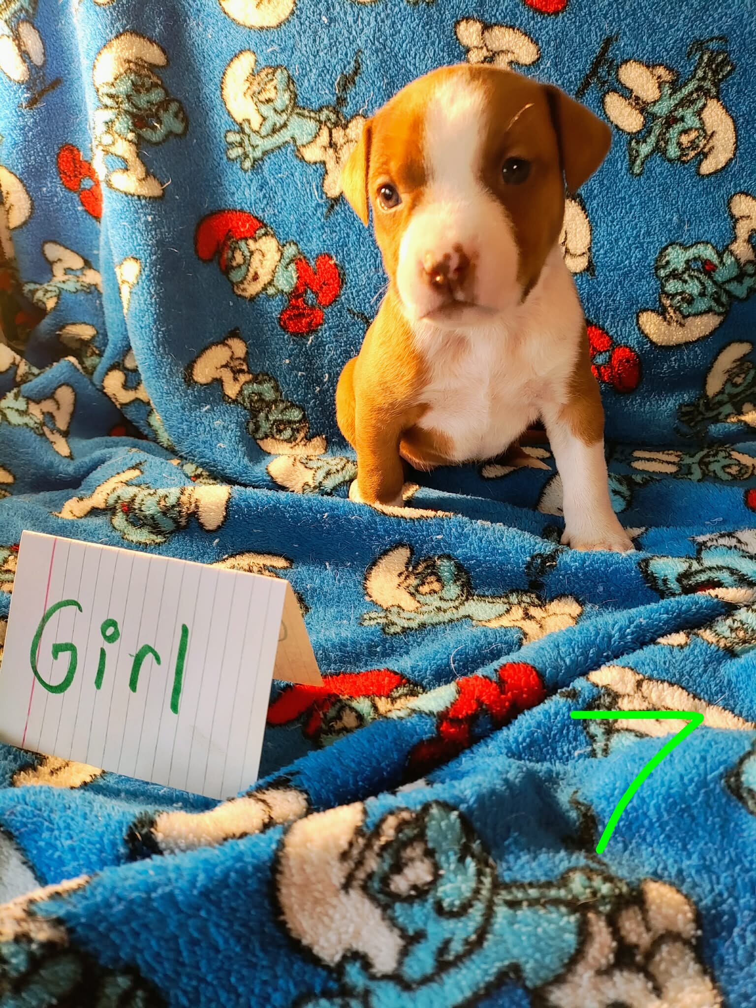 Pit mix puppies image 4