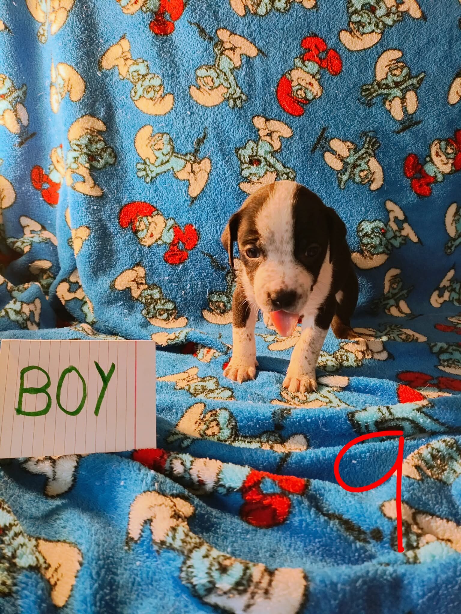 Pit mix puppies image 6