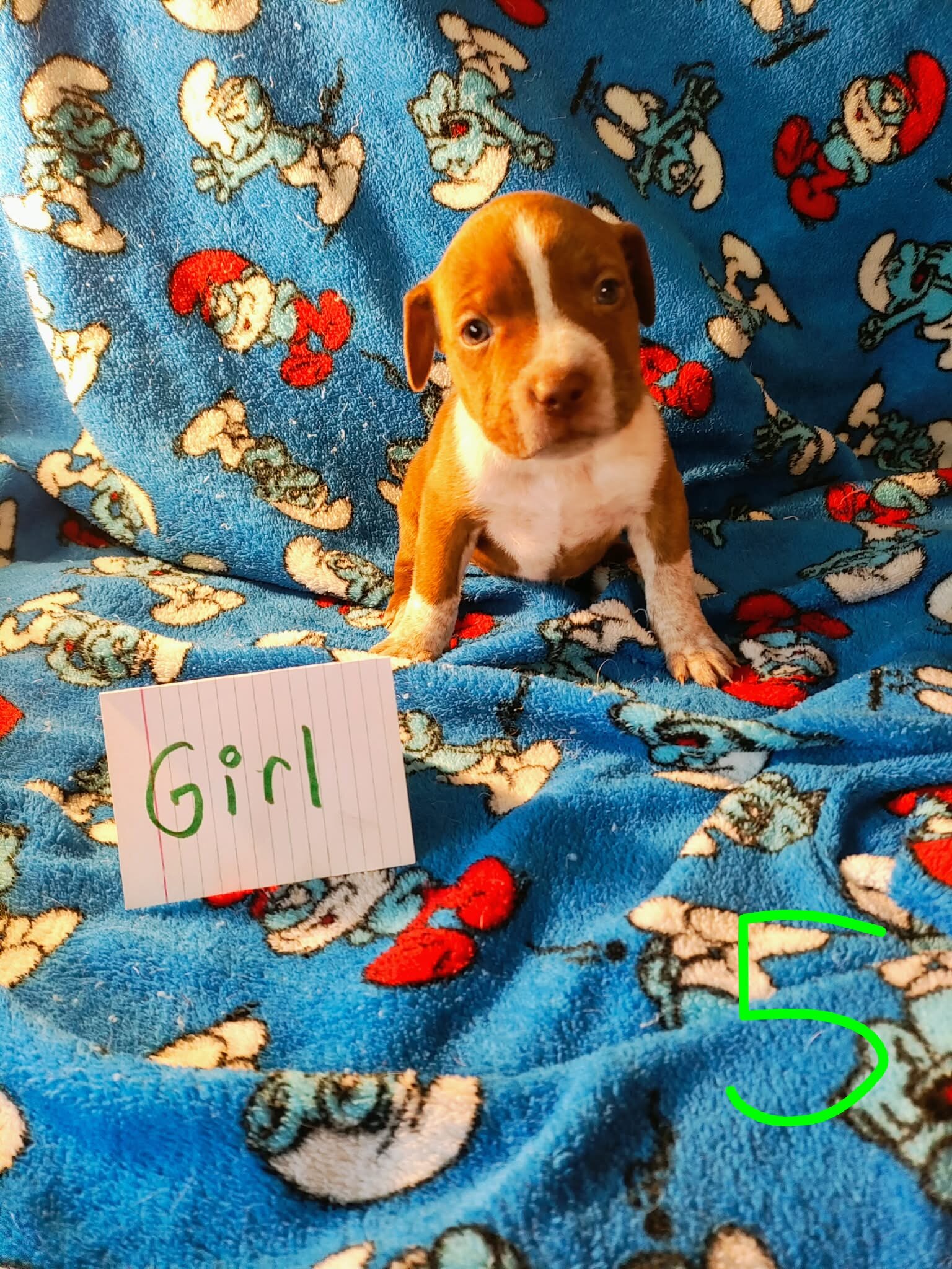 Pit mix puppies image 2