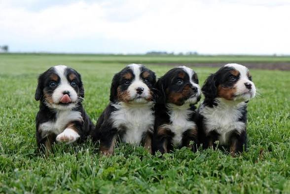 8 week old Bernese mountain dog puppies image 2