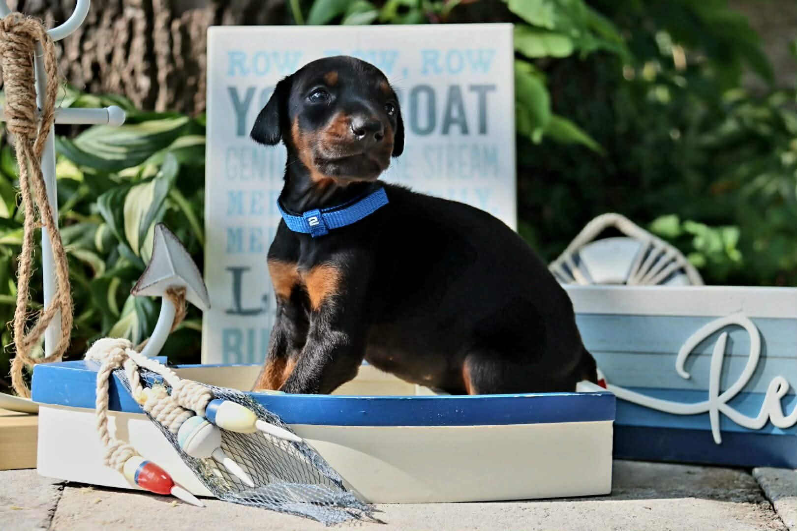 Doberman puppies for sale image 7