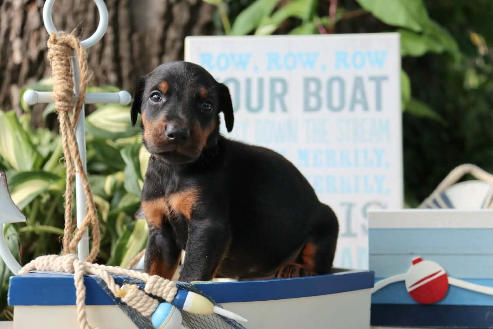 Doberman puppies for sale image 4