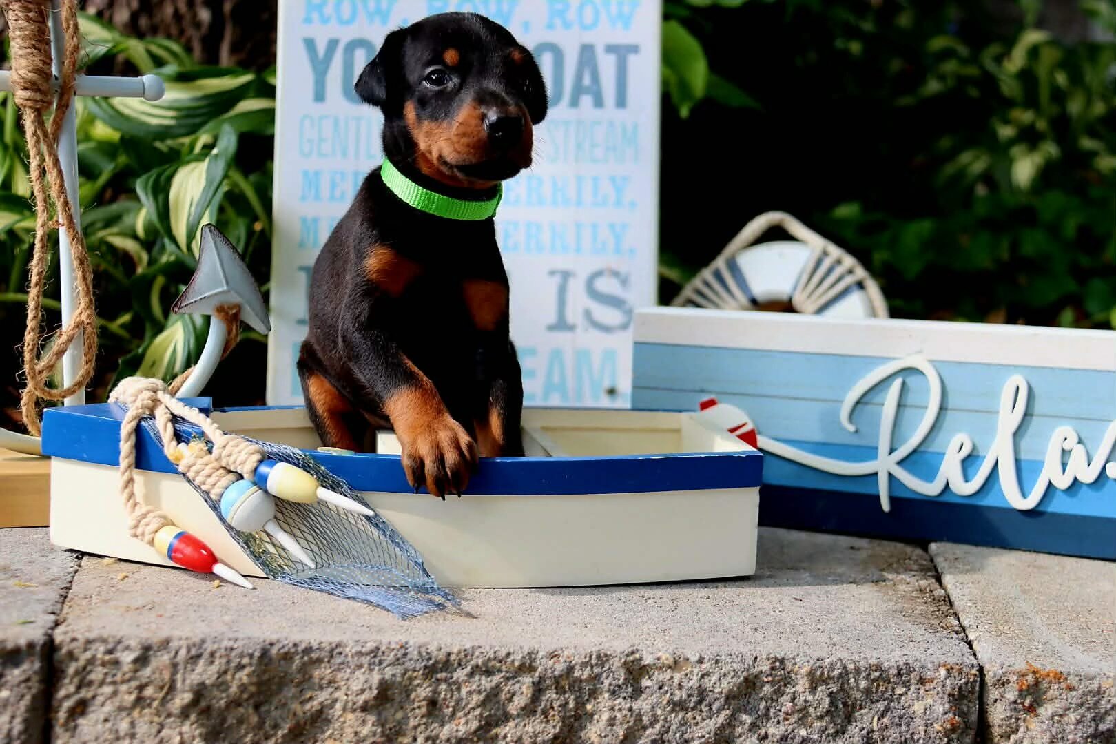 Doberman puppies for sale image 6
