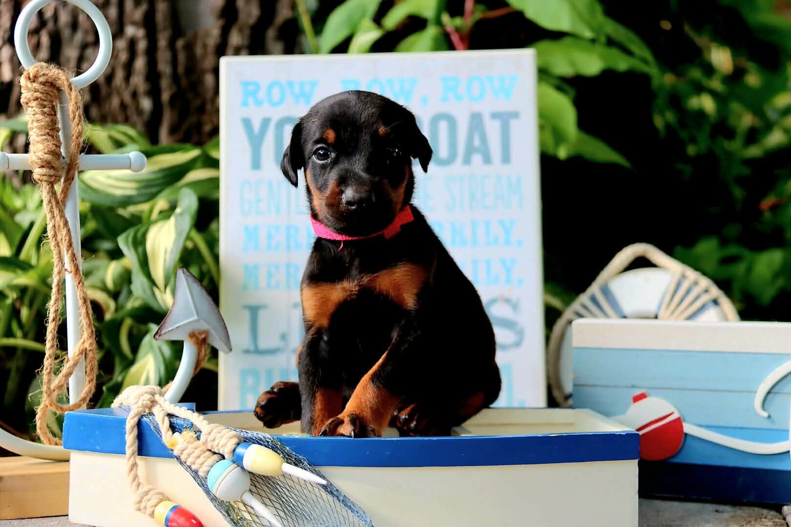 Doberman puppies for sale image 5