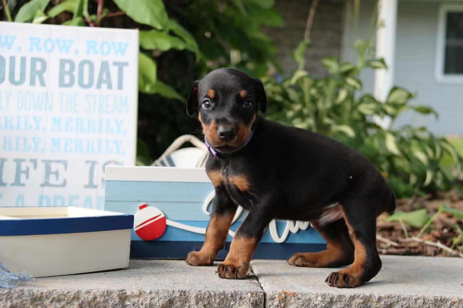 Doberman puppies for sale image 3