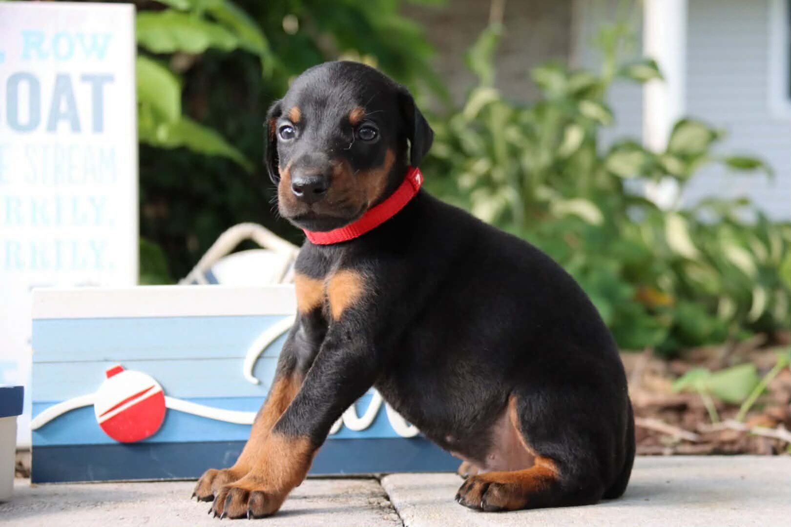 Doberman puppies for sale image 2