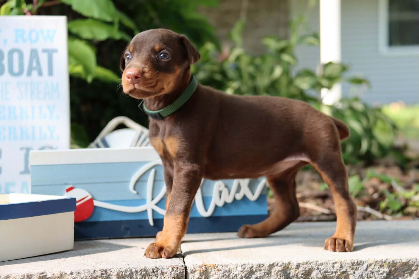 Doberman puppies for sale image 1