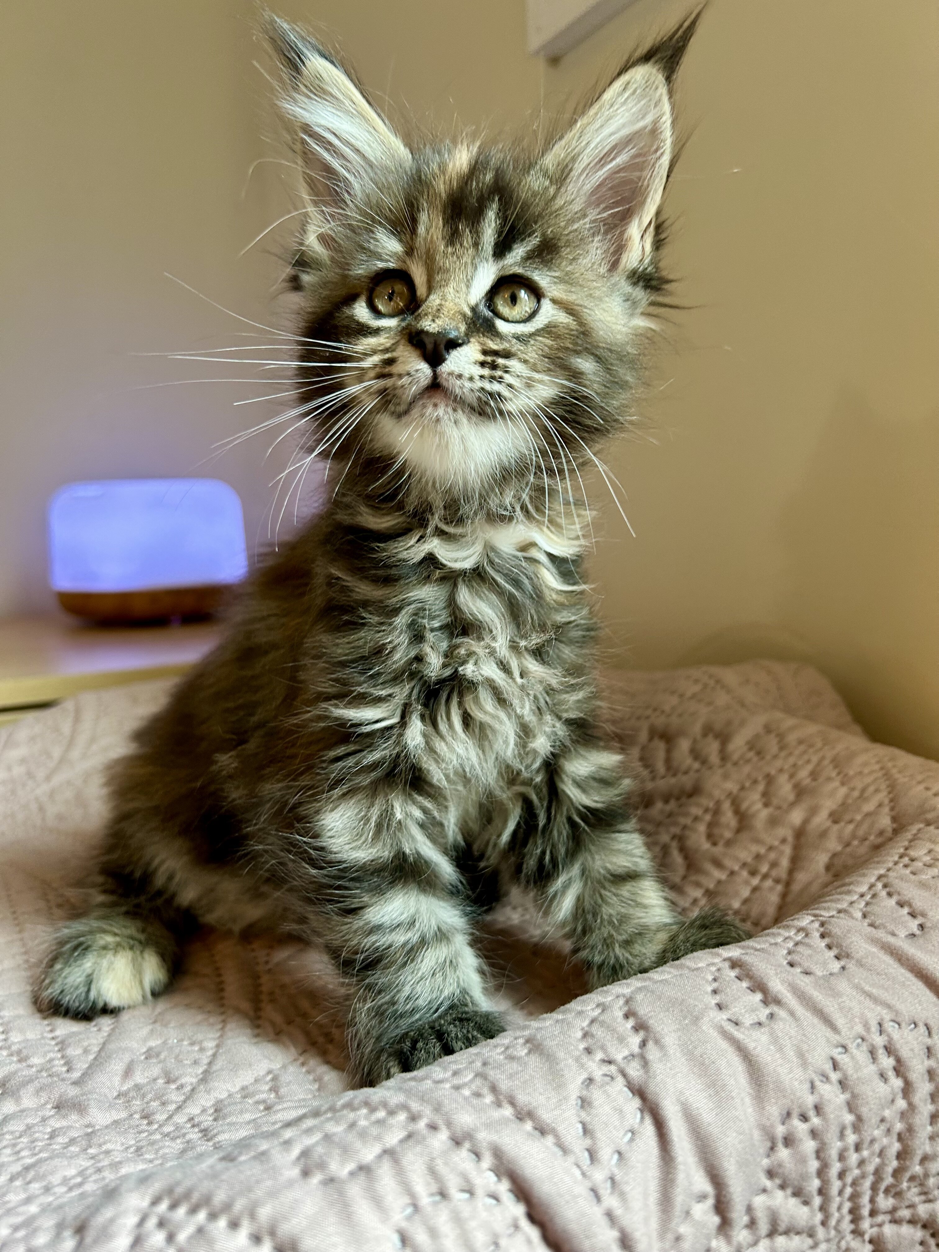 Euro Maine Coon kittens, ready now! image 9