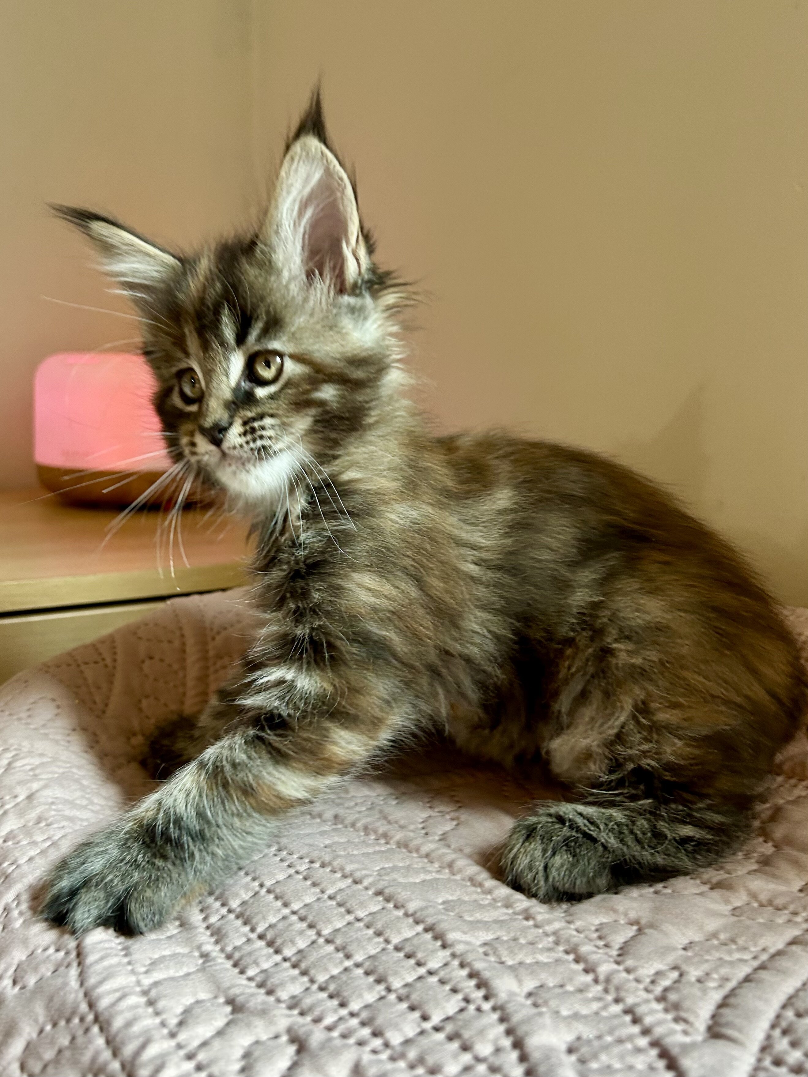 Euro Maine Coon kittens, ready now! image 8
