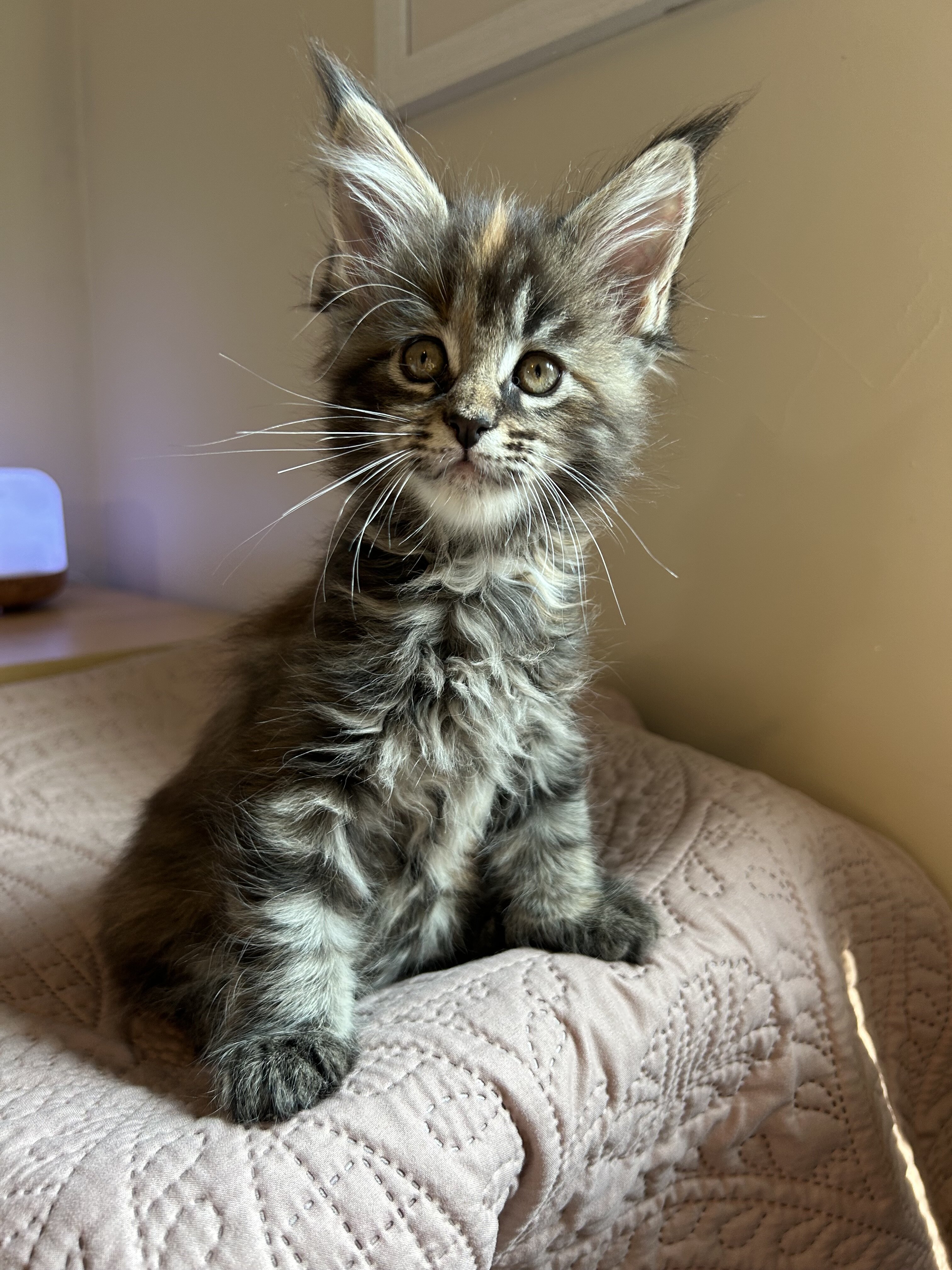 Euro Maine Coon kittens, ready now! image 10
