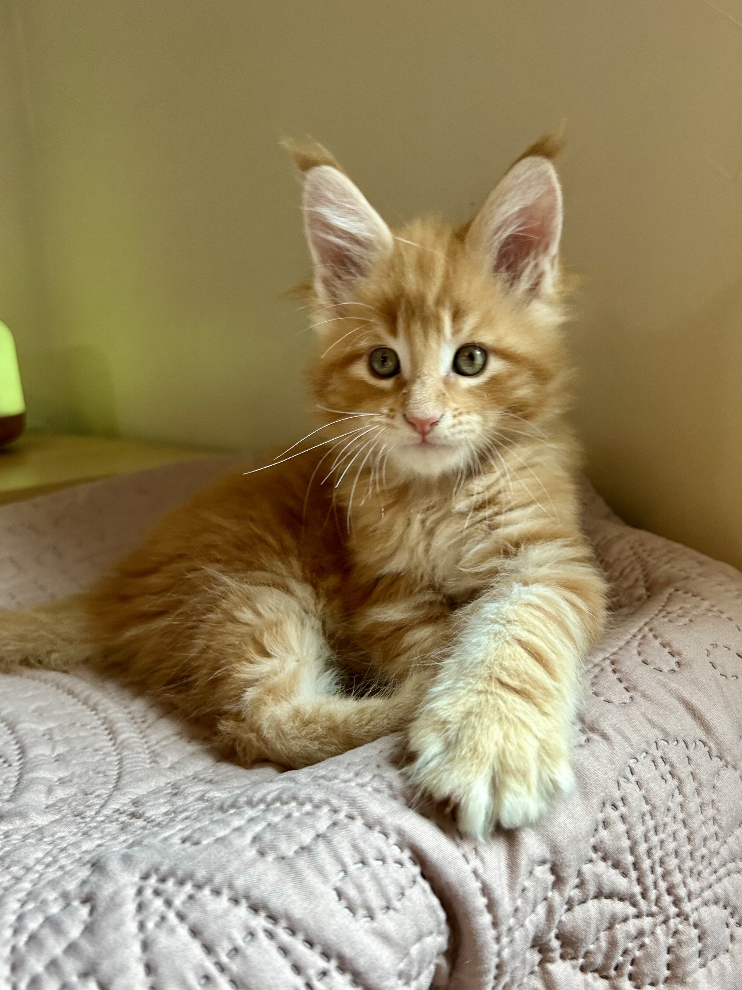 Euro Maine Coon kittens, ready now! image 1