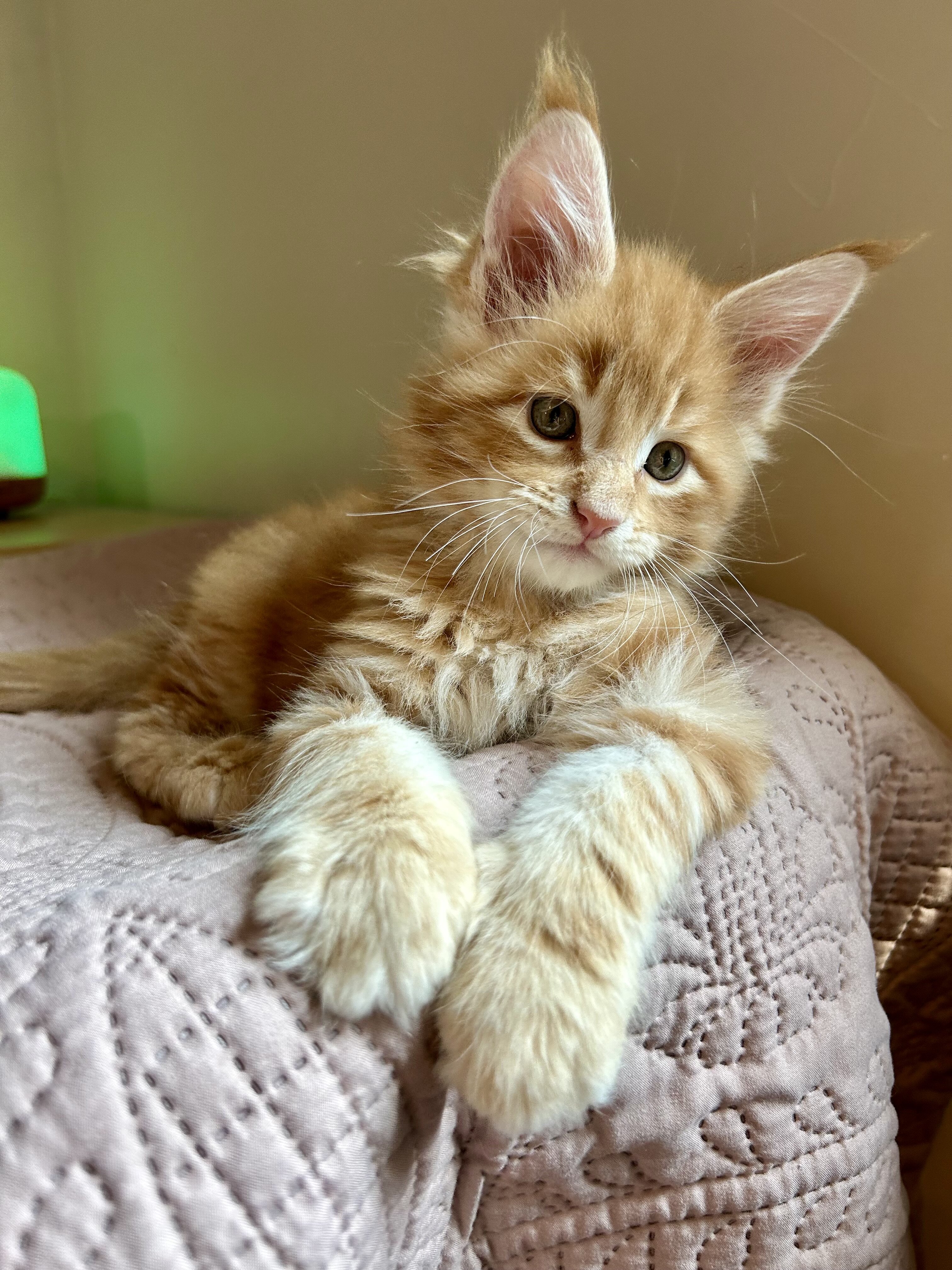 Euro Maine Coon kittens, ready now! image 5