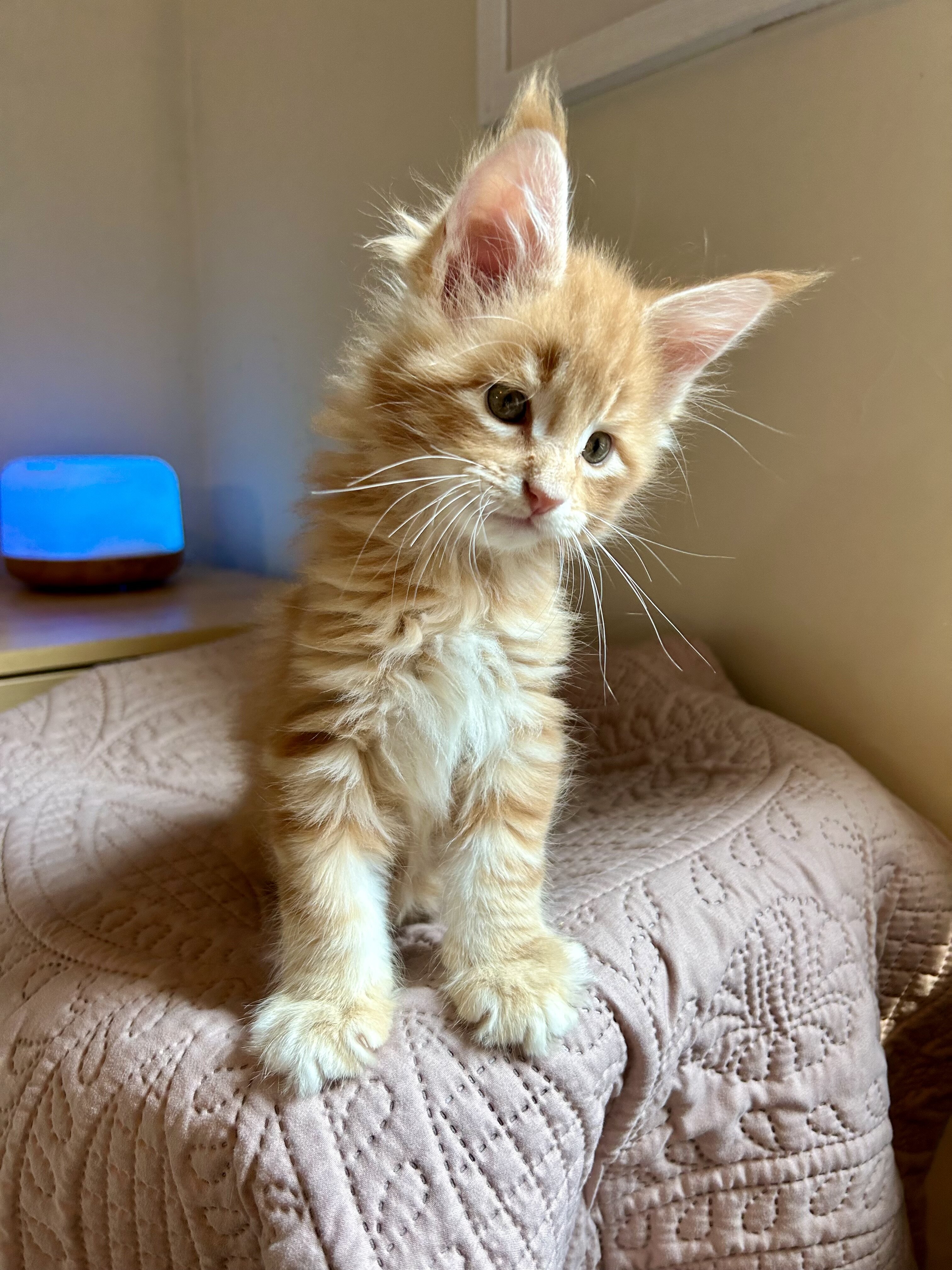 Euro Maine Coon kittens, ready now! image 3