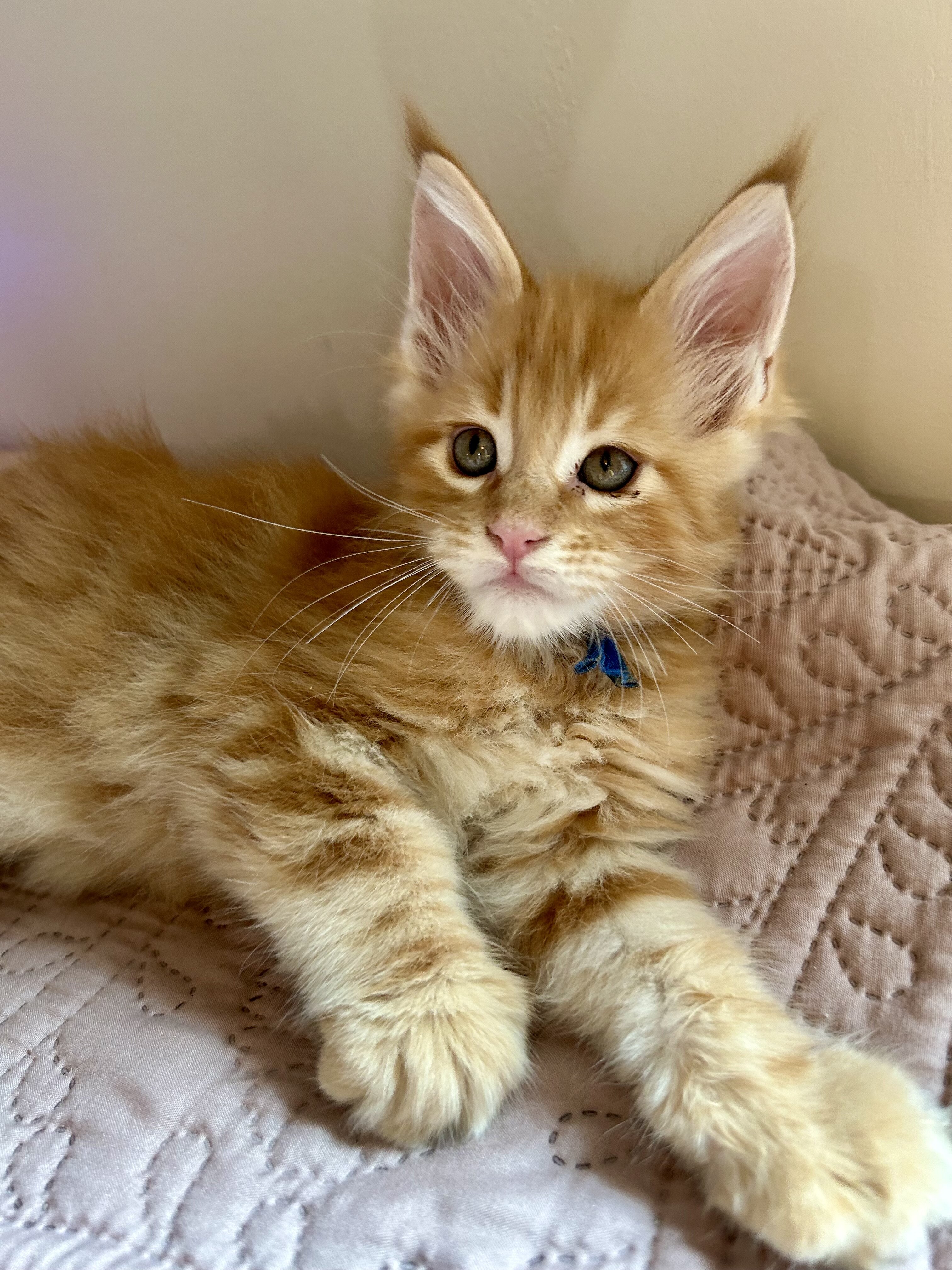 Euro Maine Coon kittens, ready now! image 2