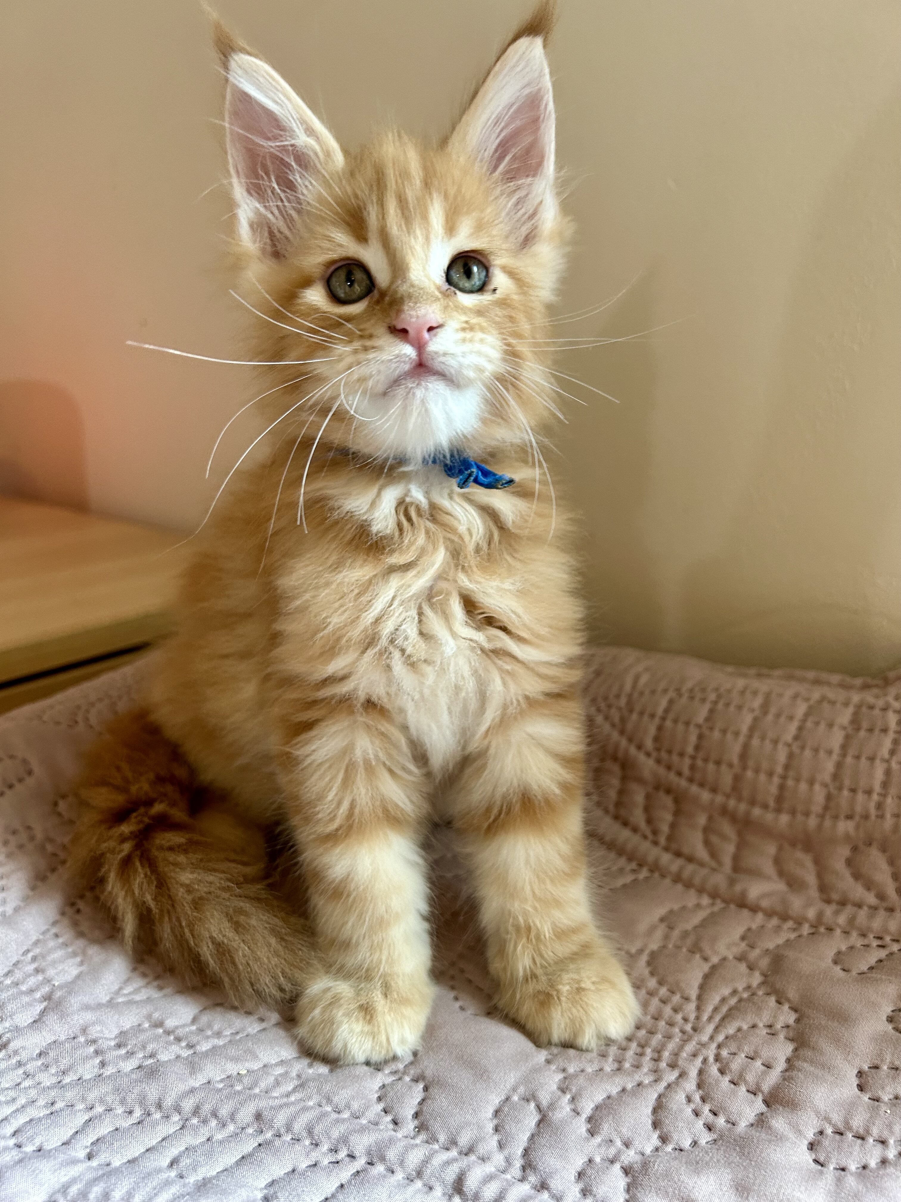 Euro Maine Coon kittens, ready now! image 4