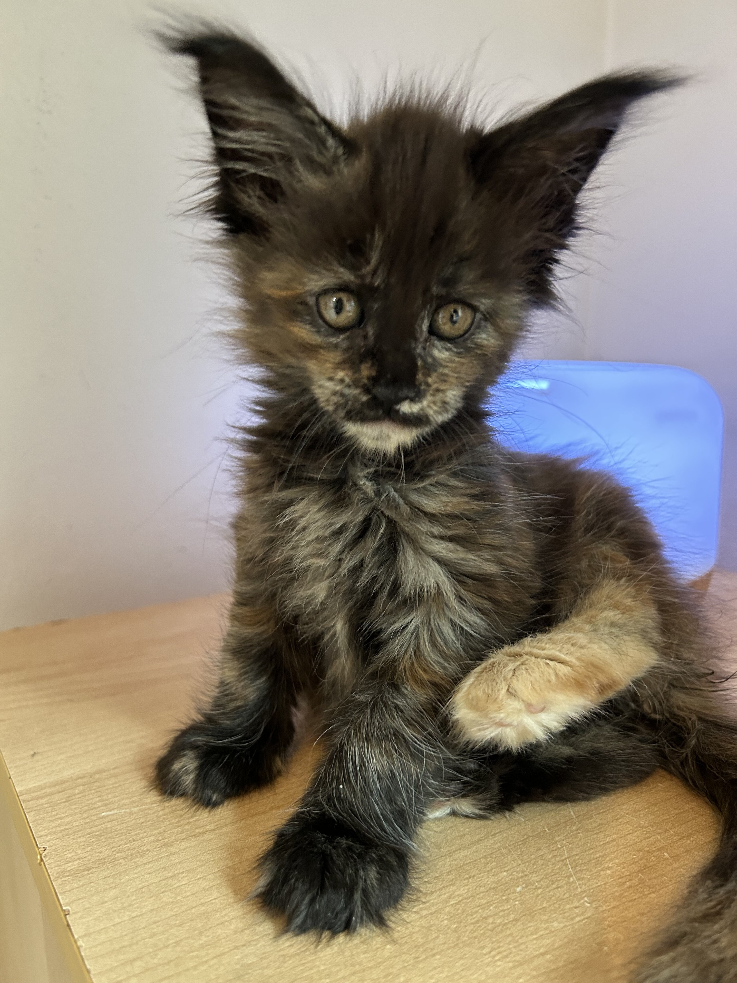 Euro Maine Coon kittens, ready now! image 6