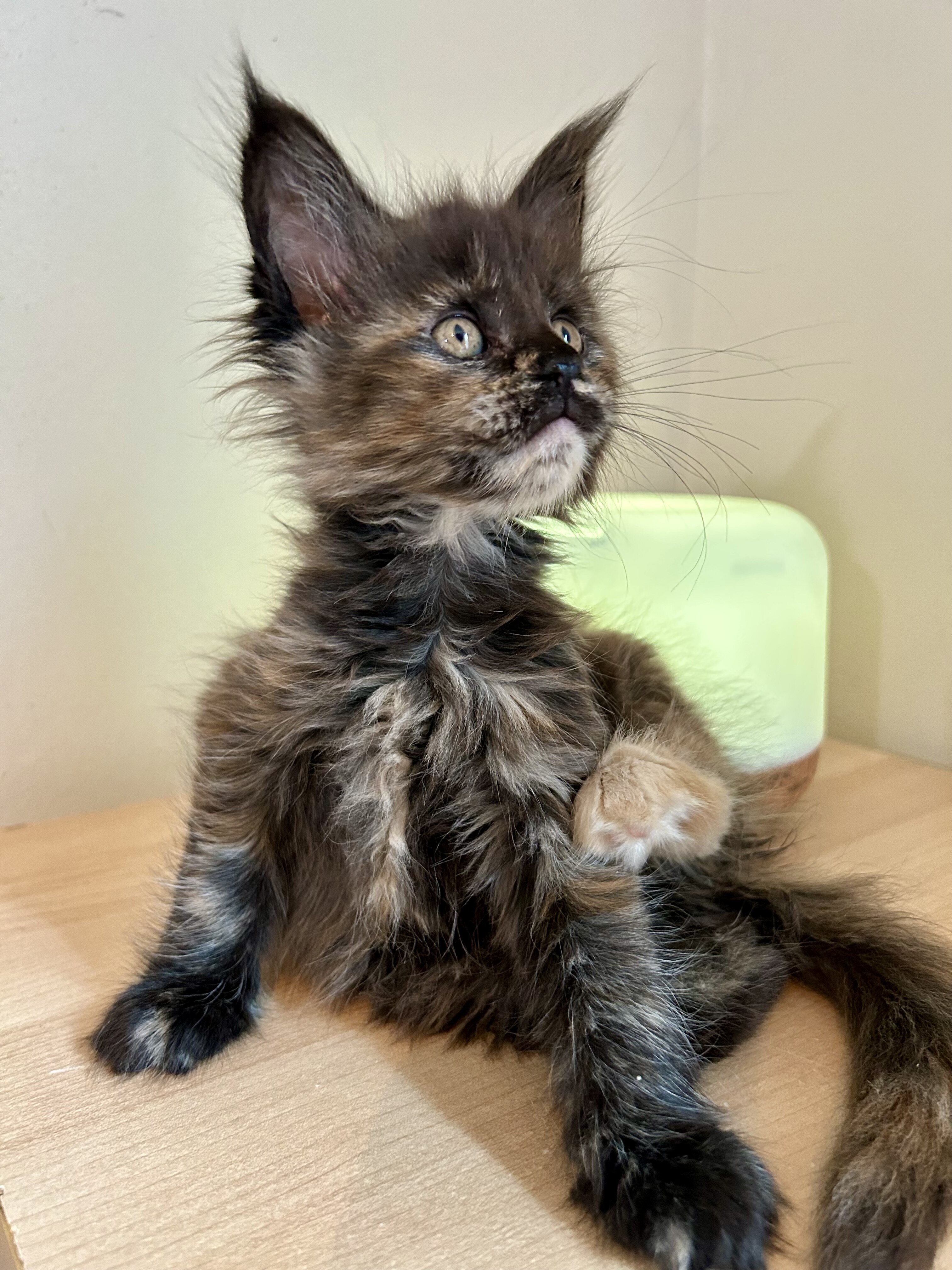 Euro Maine Coon kittens, ready now! image 7