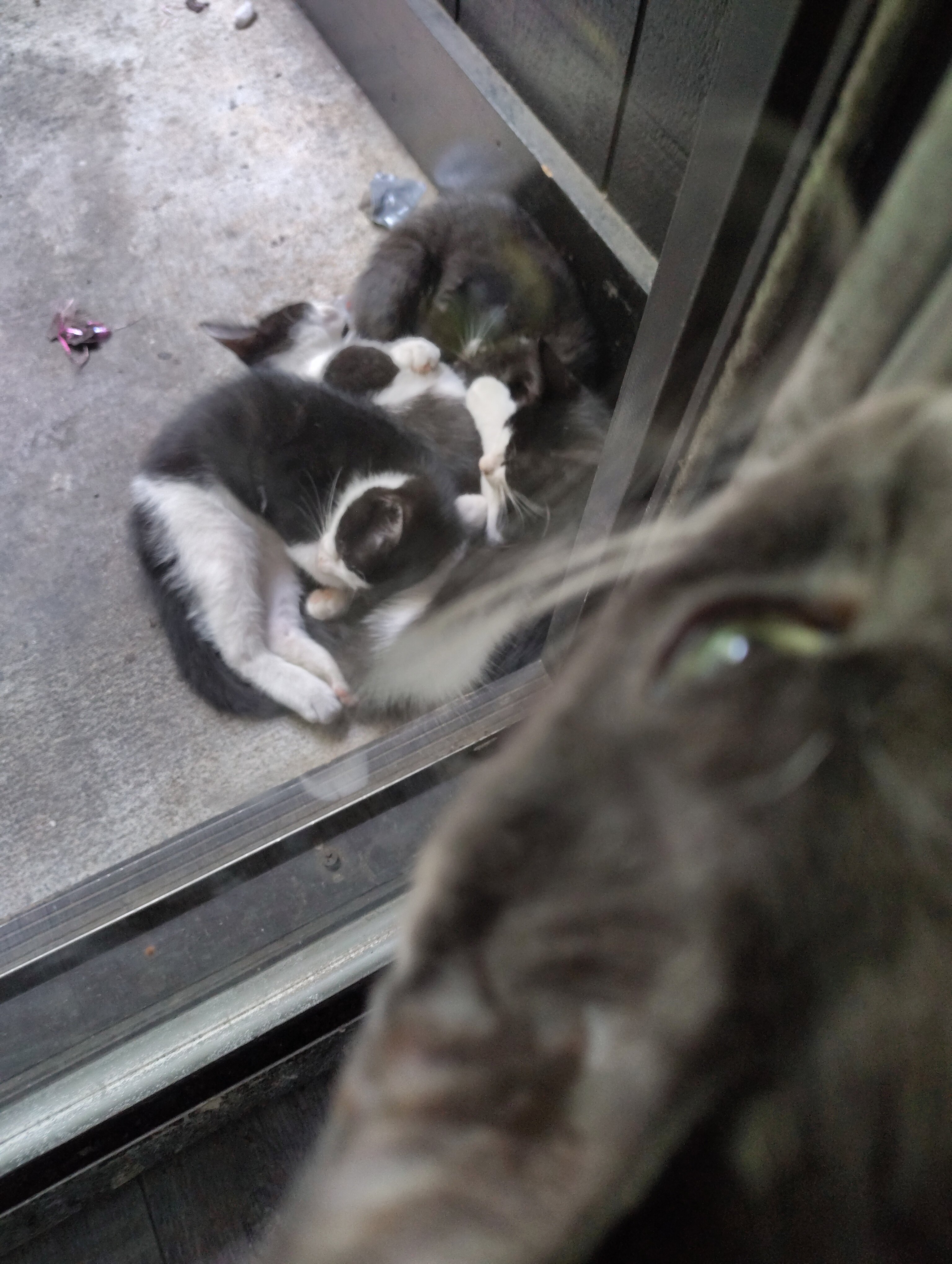 4 kittens image 1