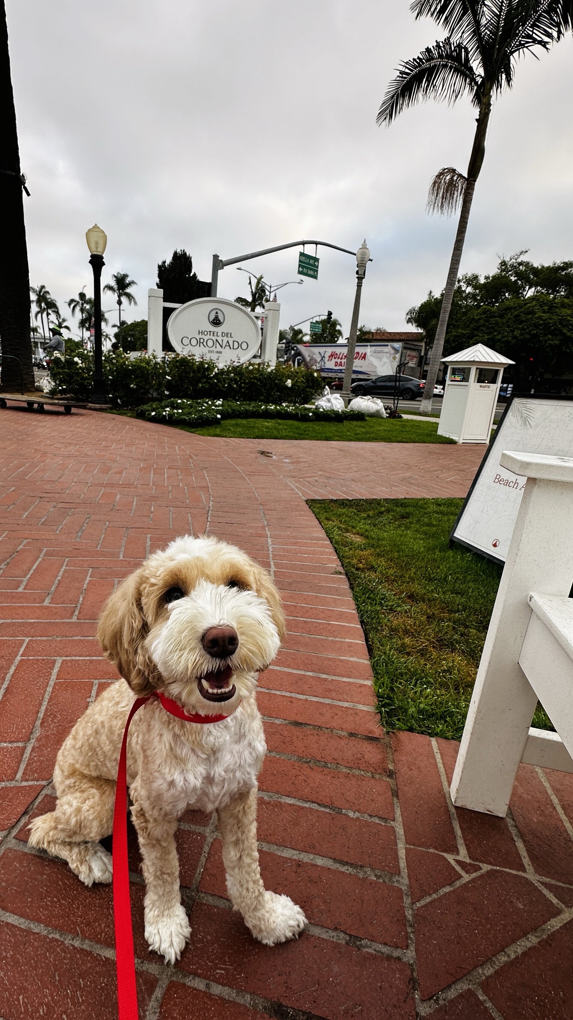 Beautiful Australian Labradoodle image 2