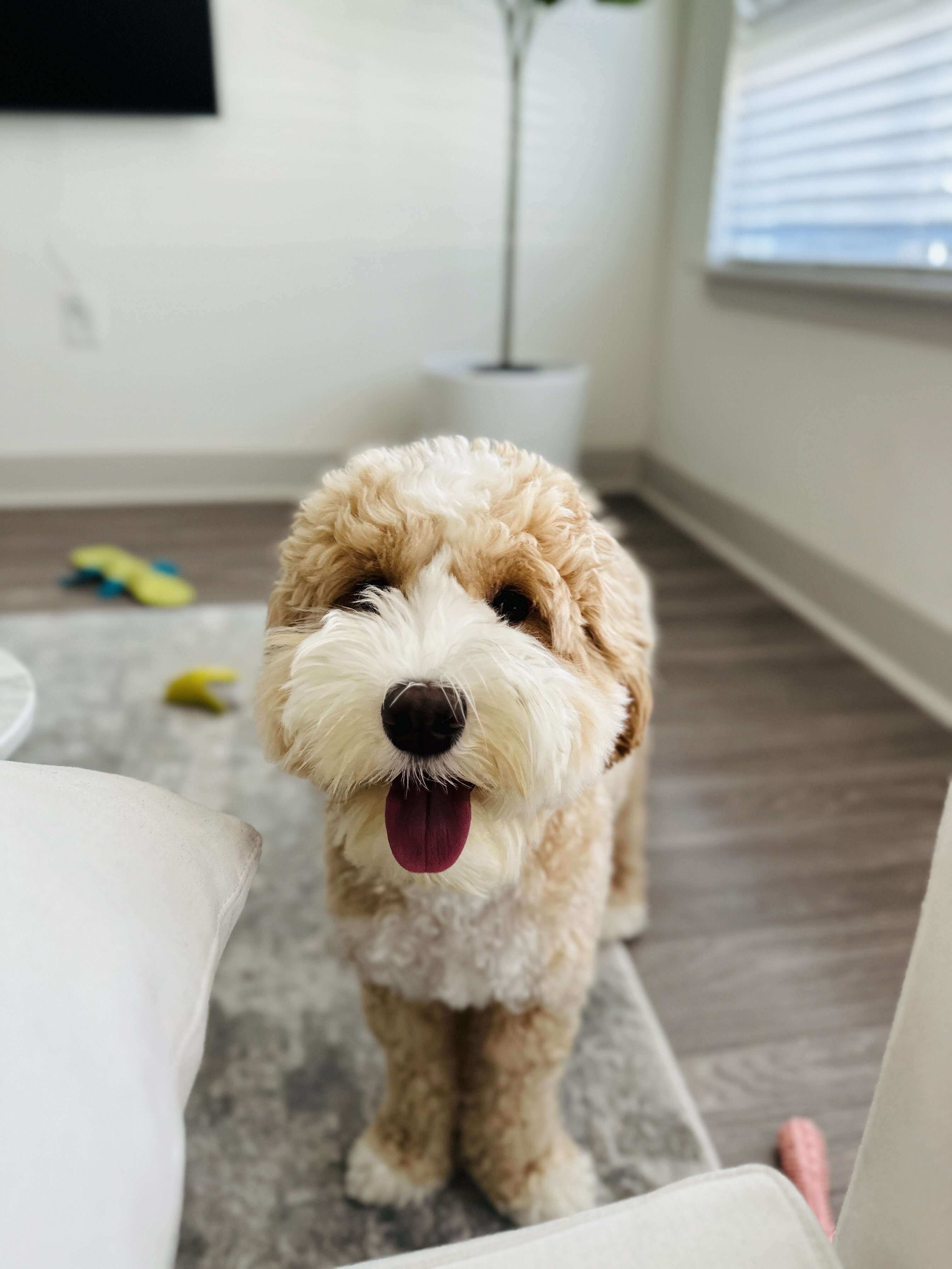 Beautiful Australian Labradoodle image 1