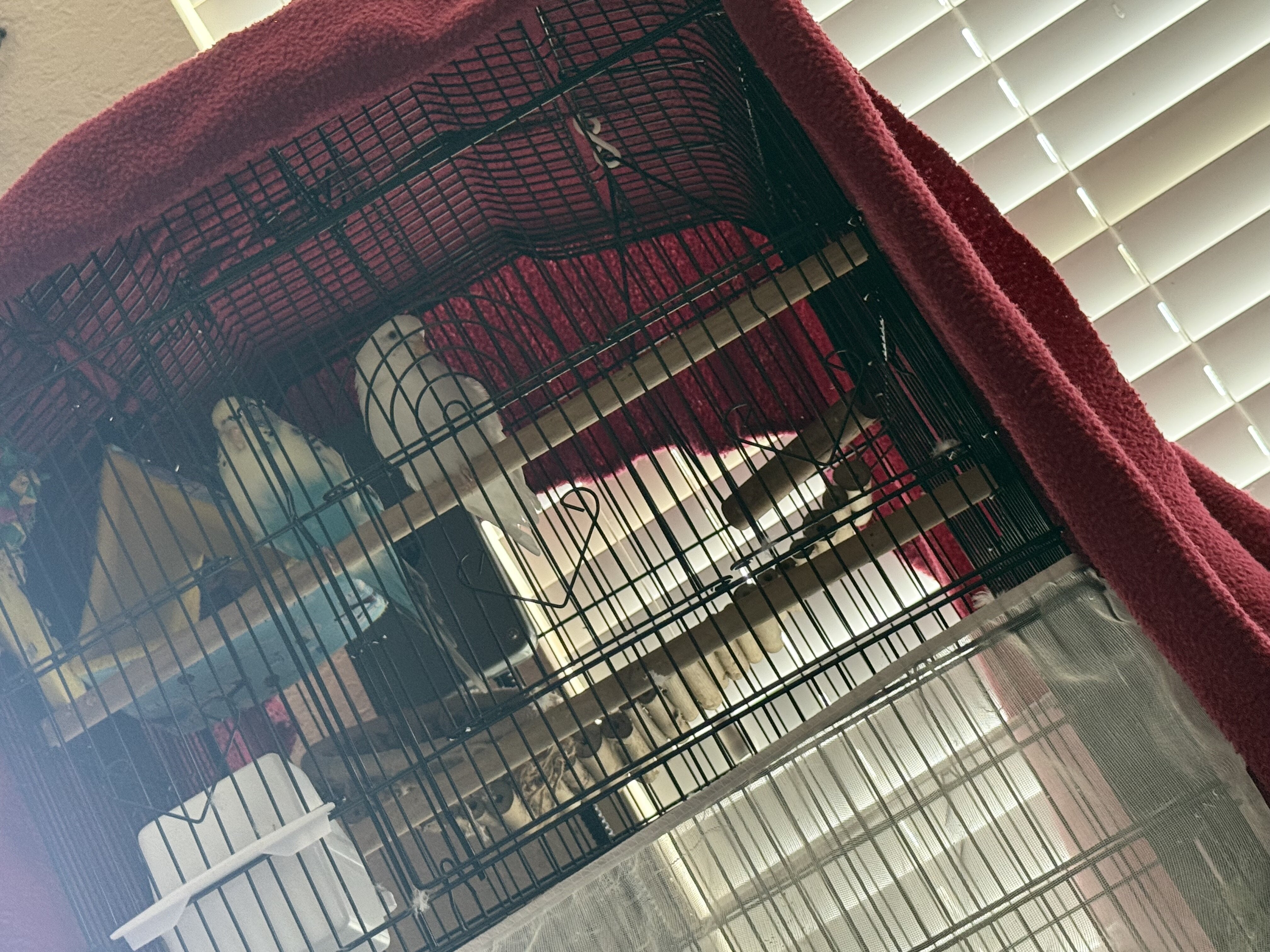 Birds image 3