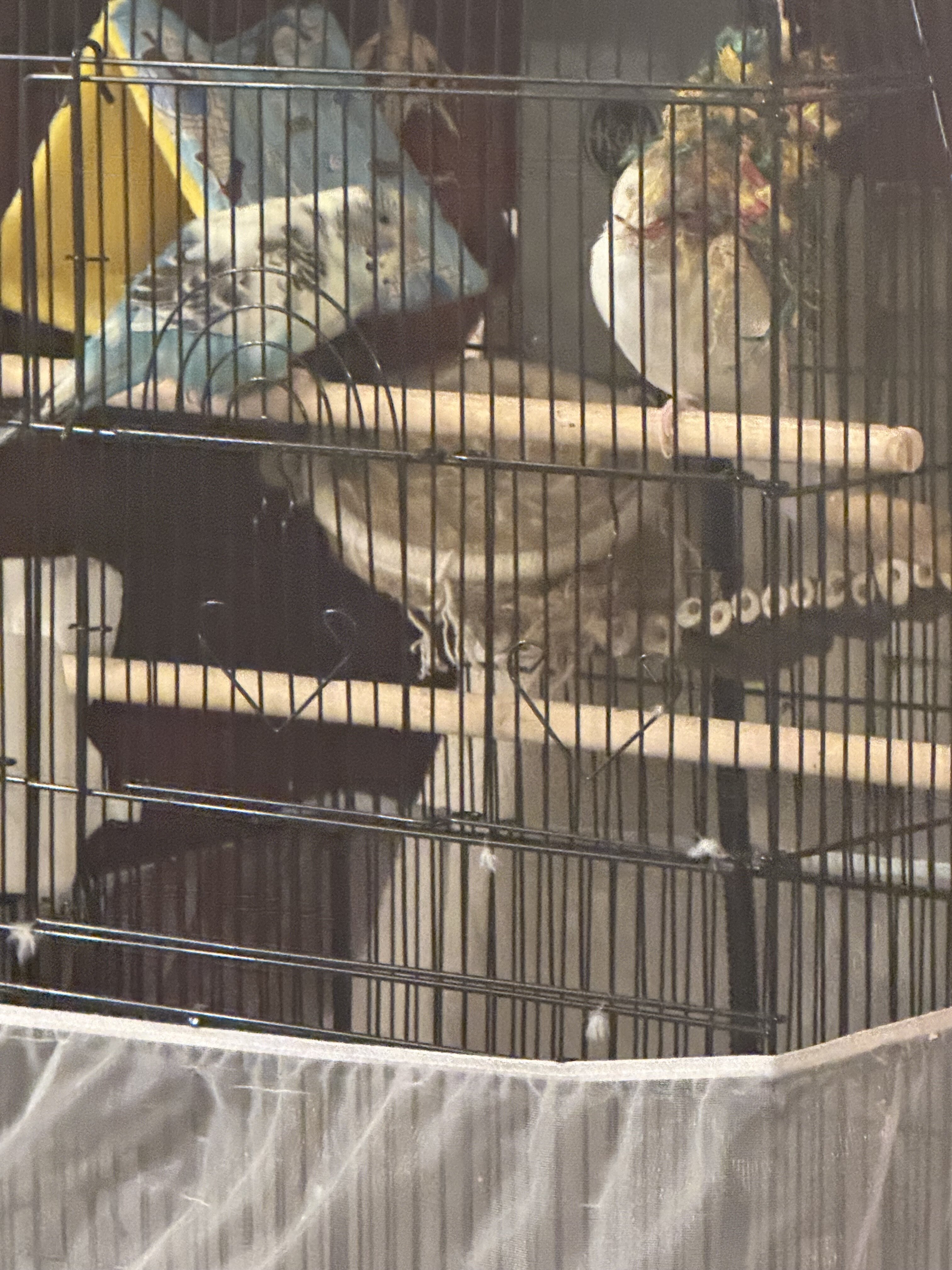 Birds image 4