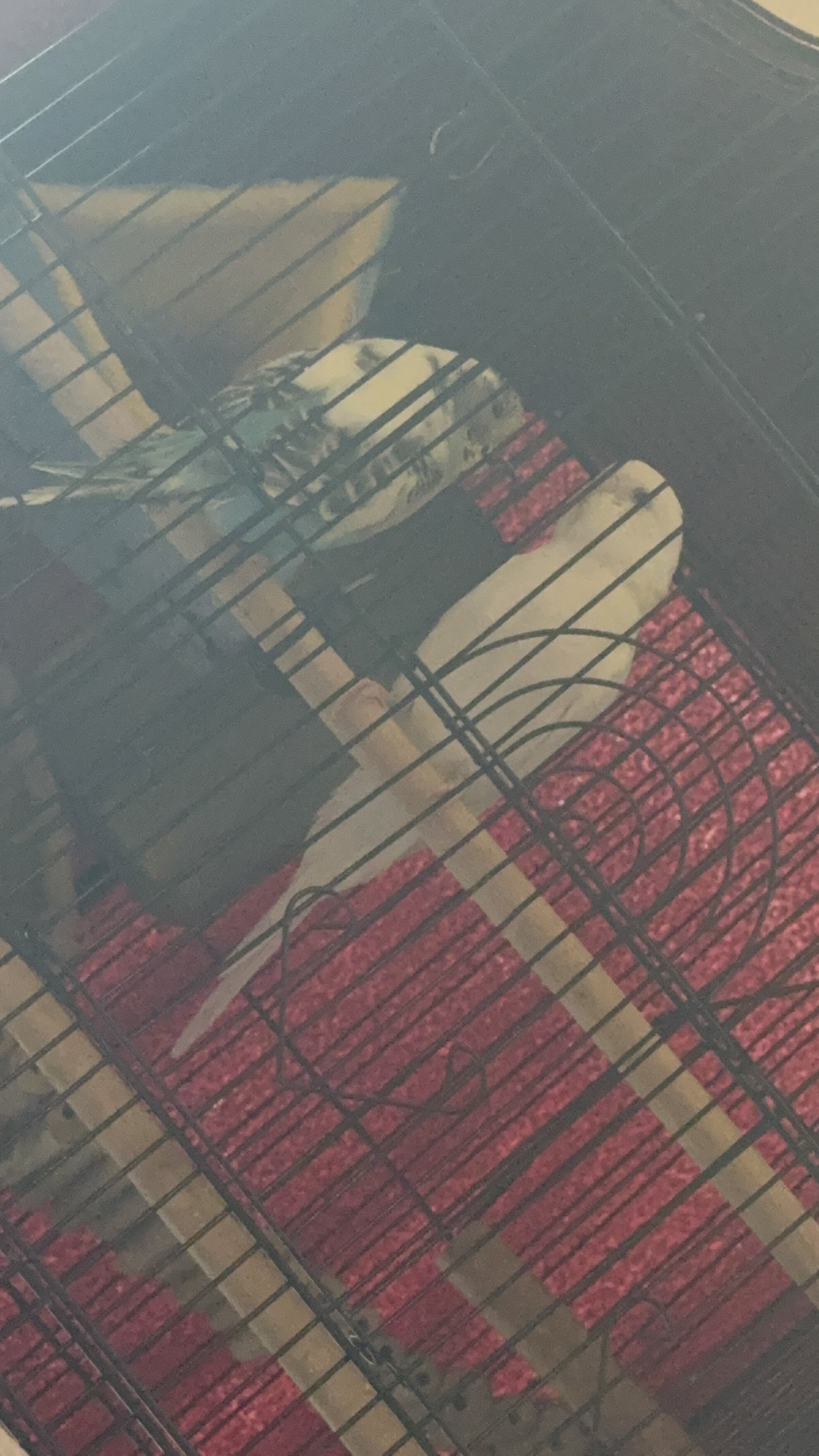 Birds image 1