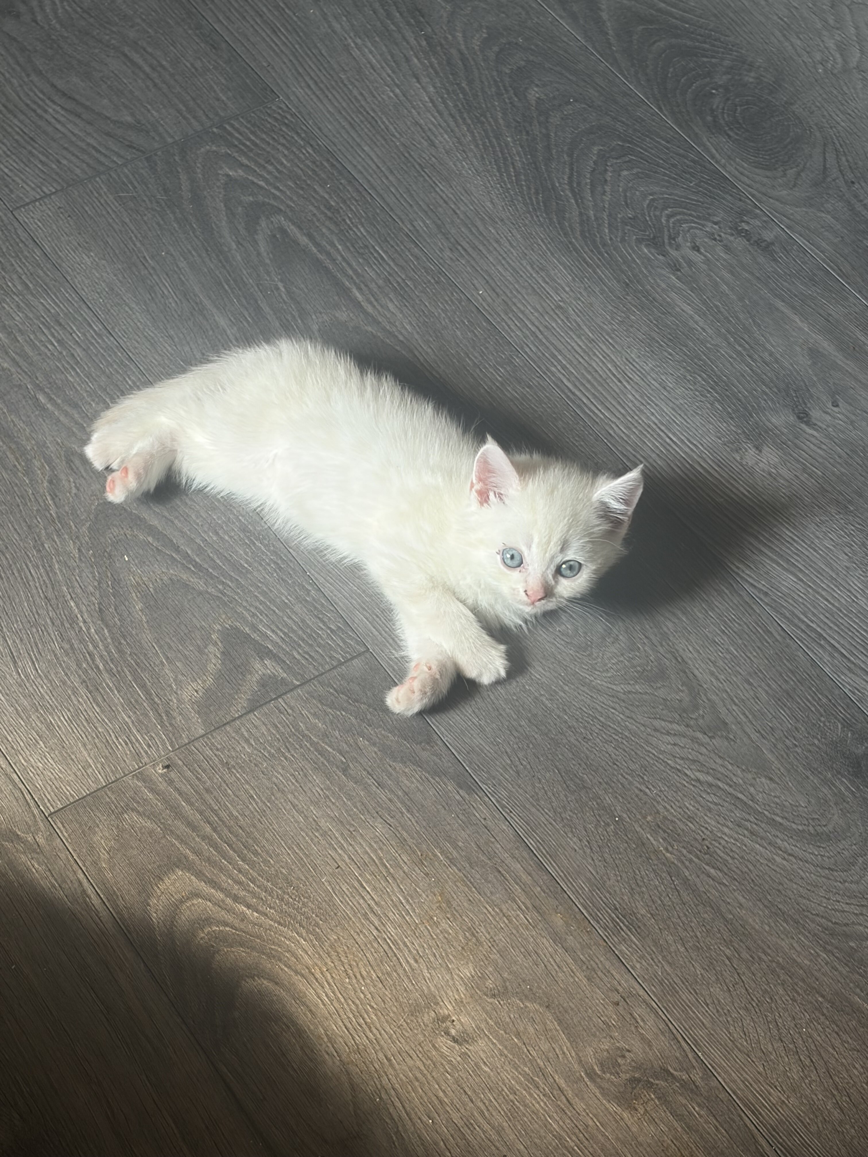 Scottish fold , scottish straight kittens image 3