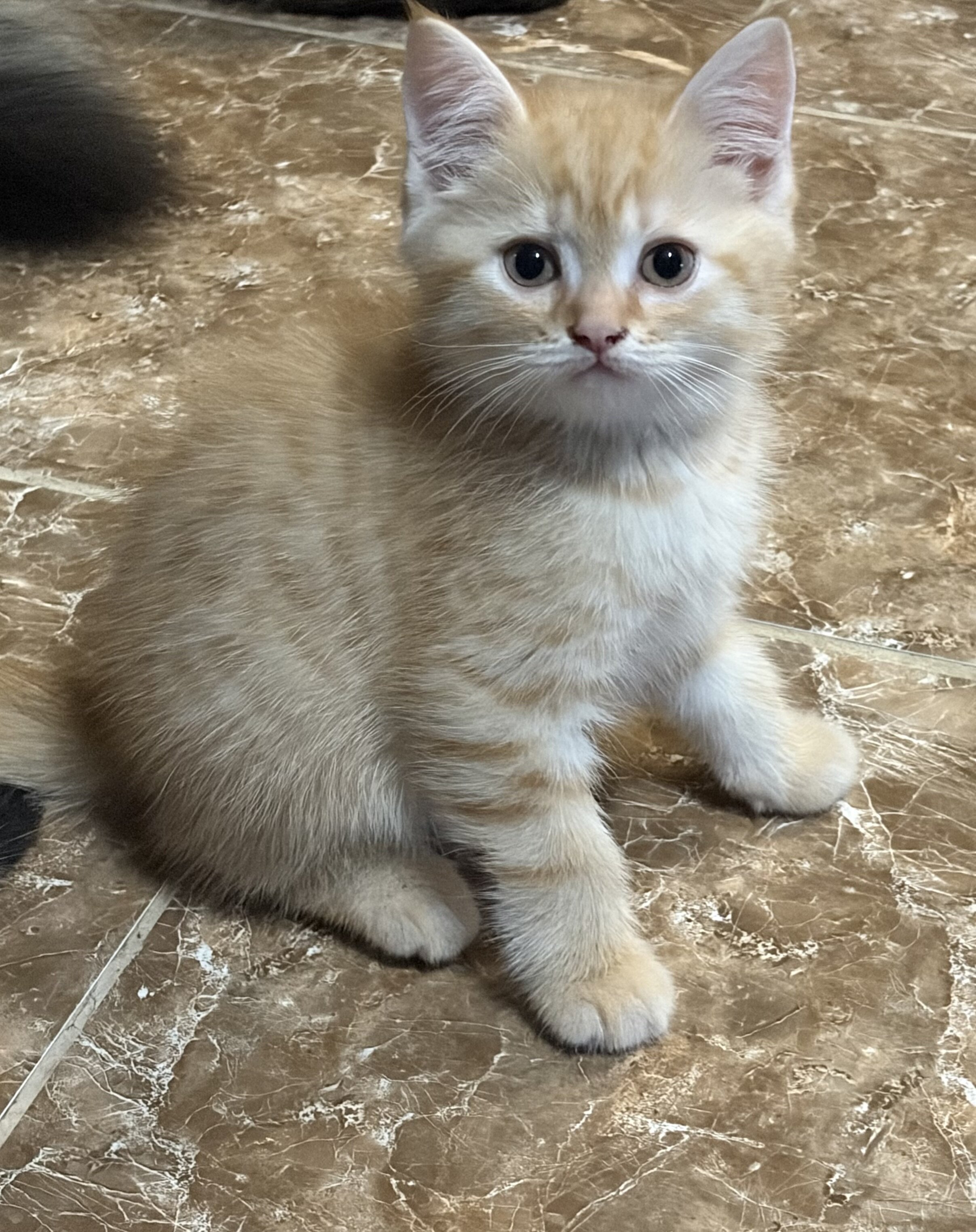 Scottish fold , scottish straight kittens image 1