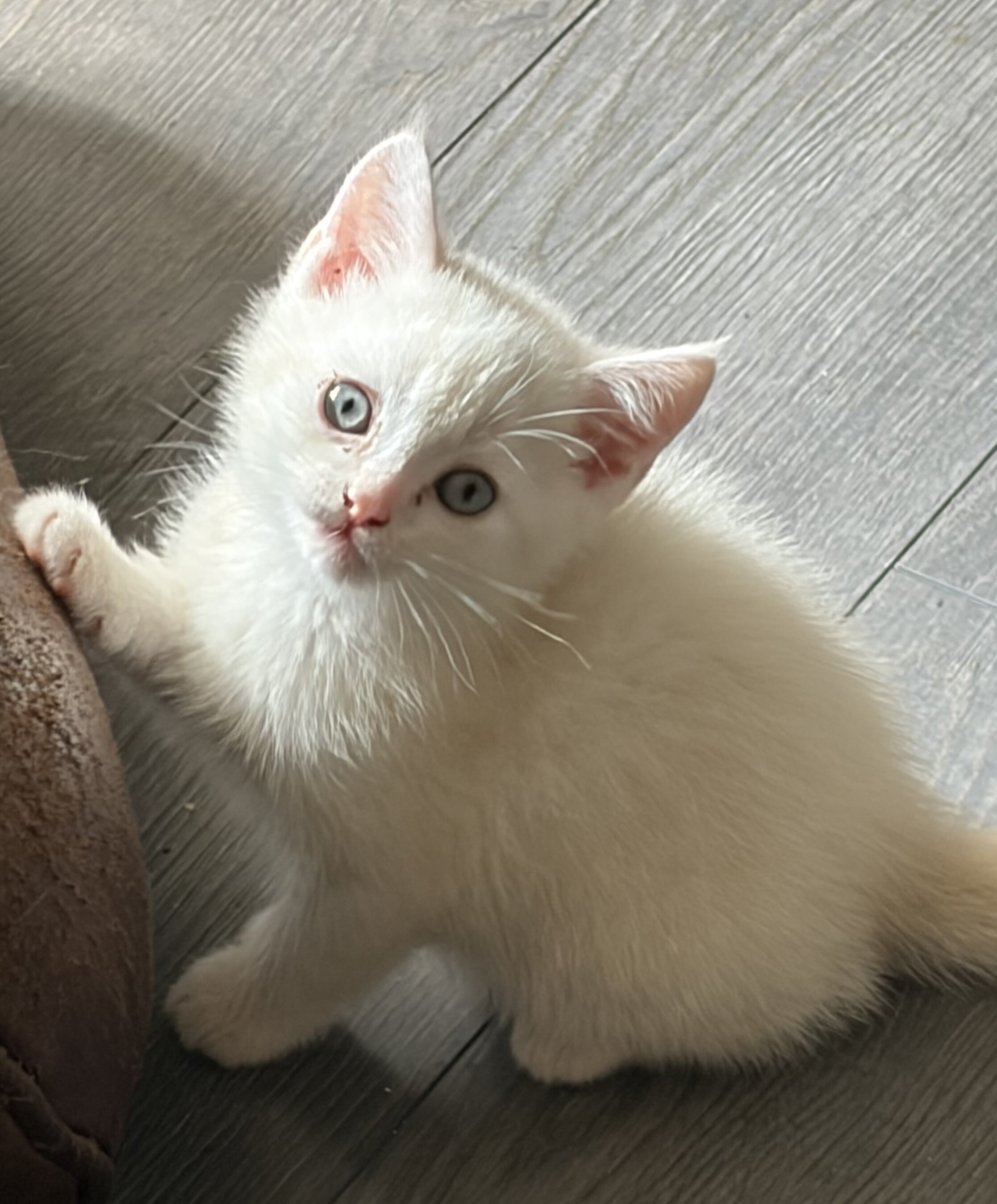 Scottish fold , scottish straight kittens image 4
