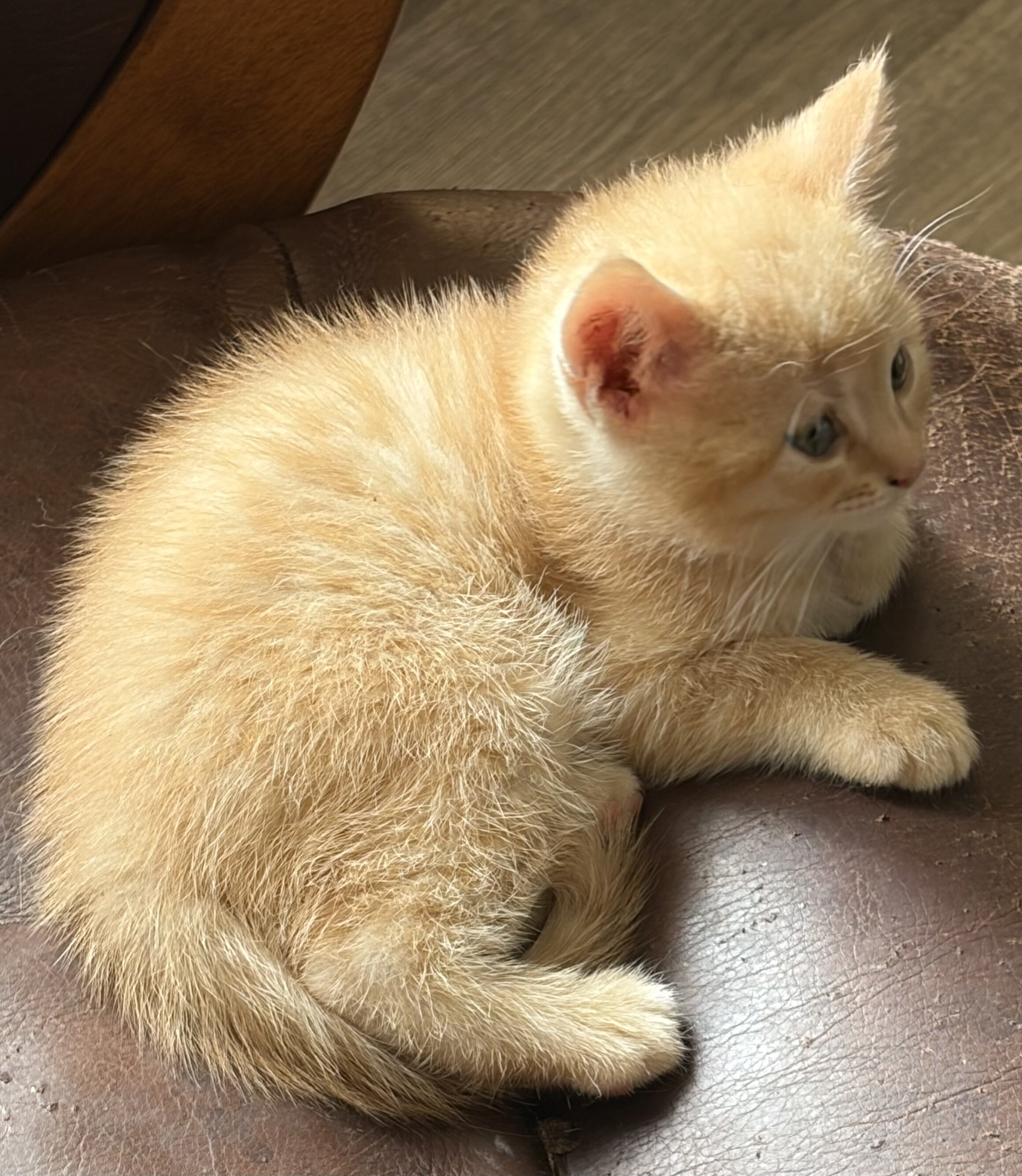 Scottish fold , scottish straight kittens image 7