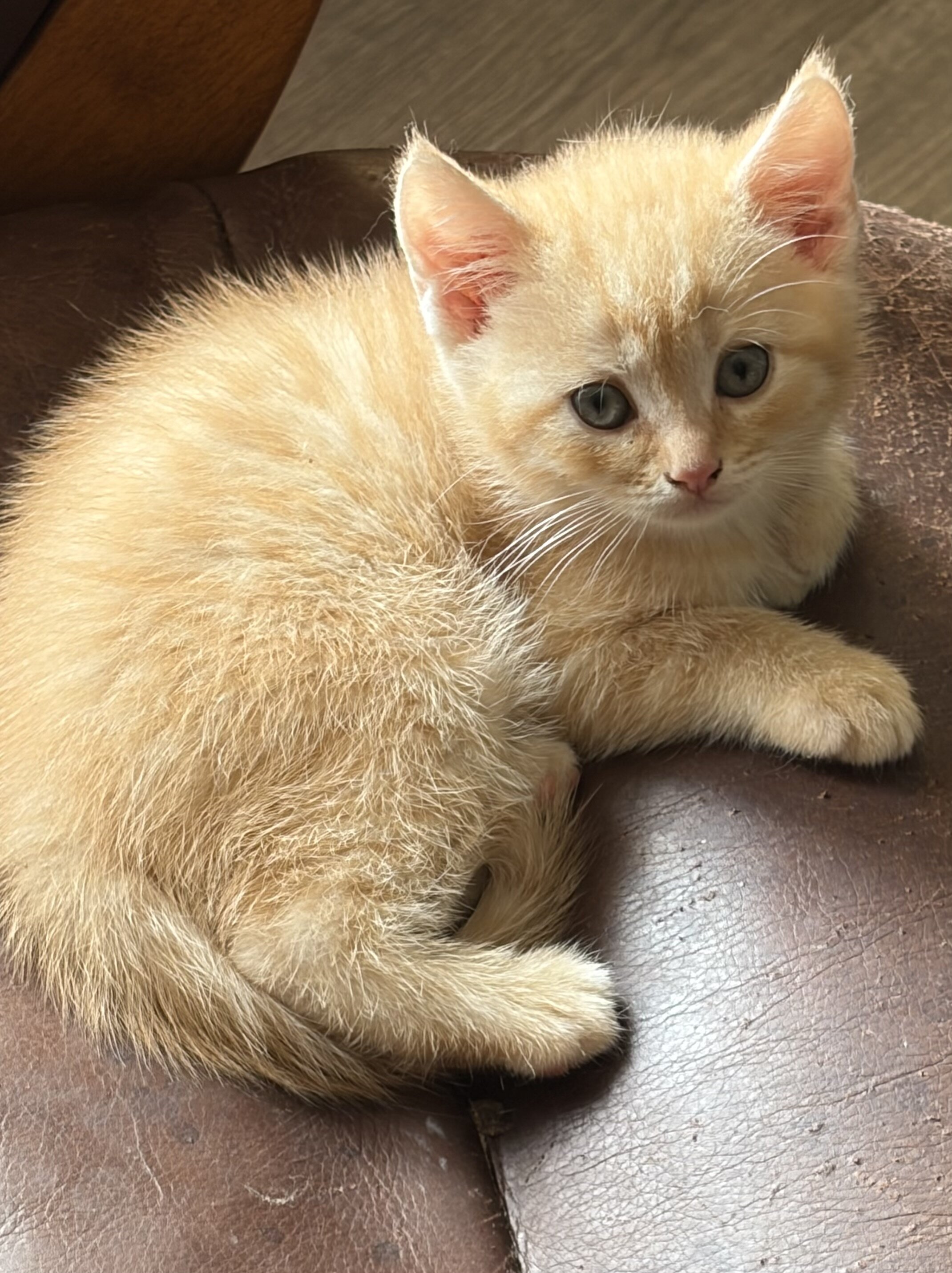 Scottish fold , scottish straight kittens image 5